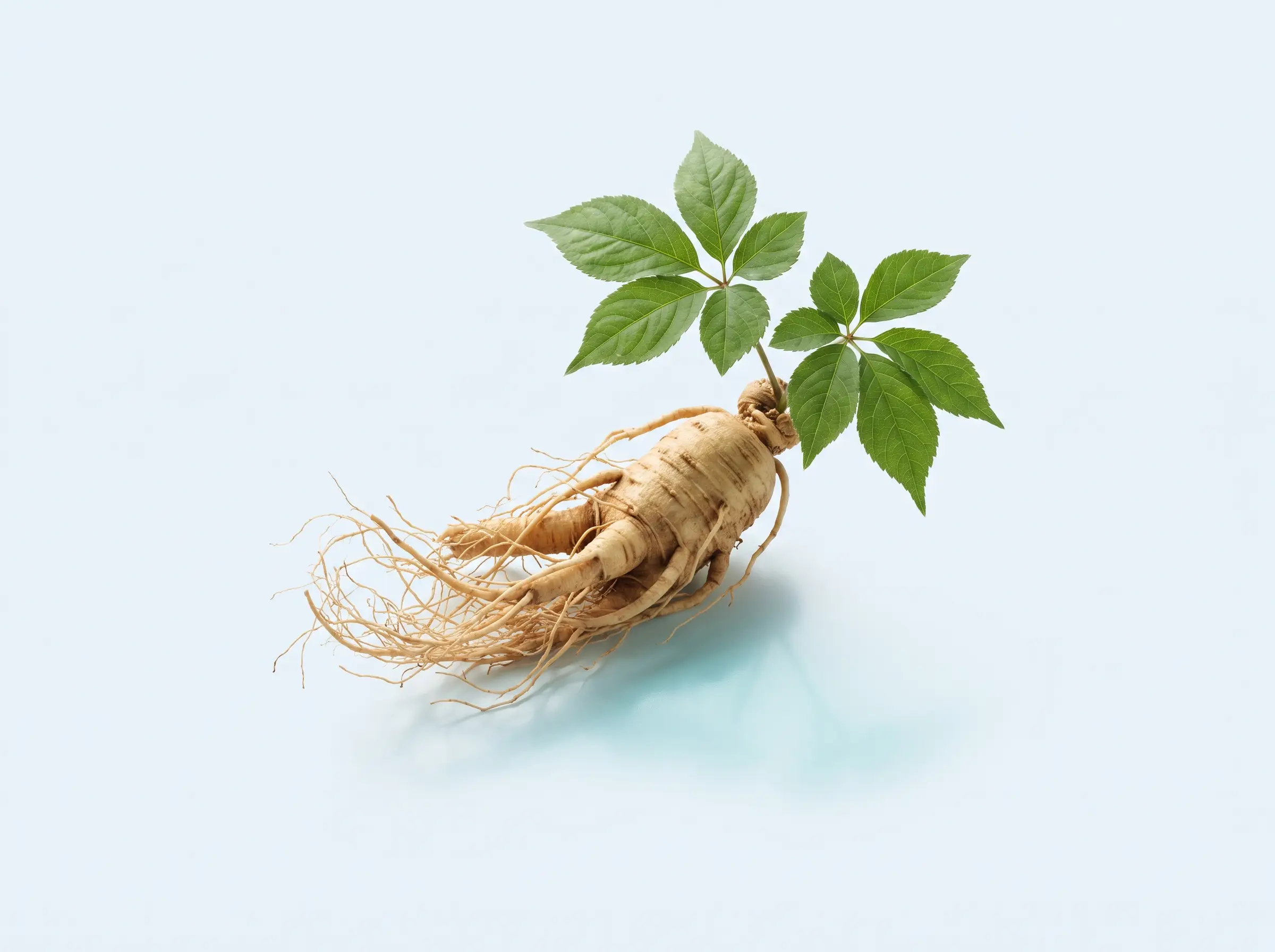 Panax notoginseng root