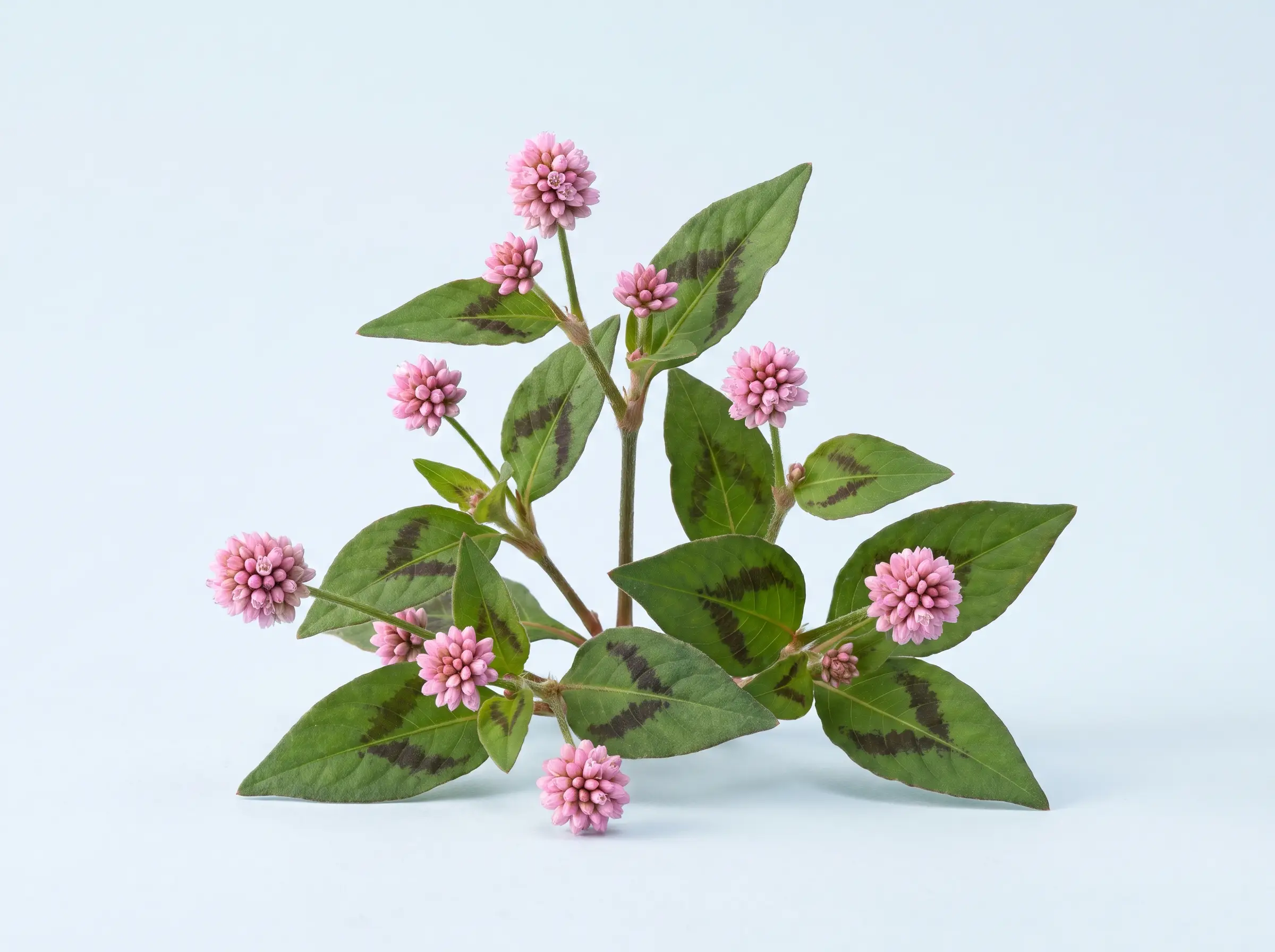 Polygonum capitatum
