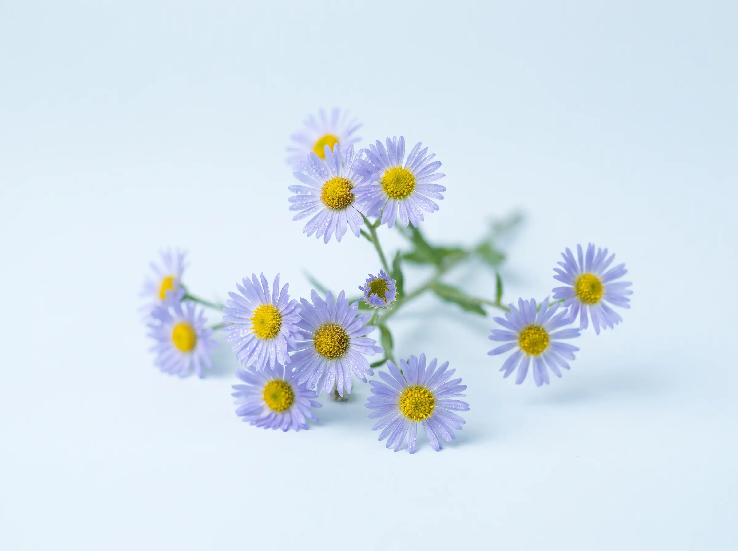 Erigeron breviscapus