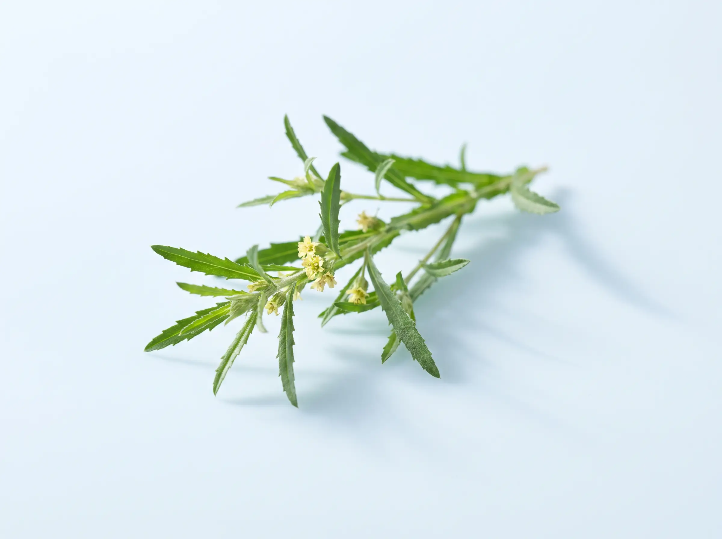Laggera pterodonta herb
