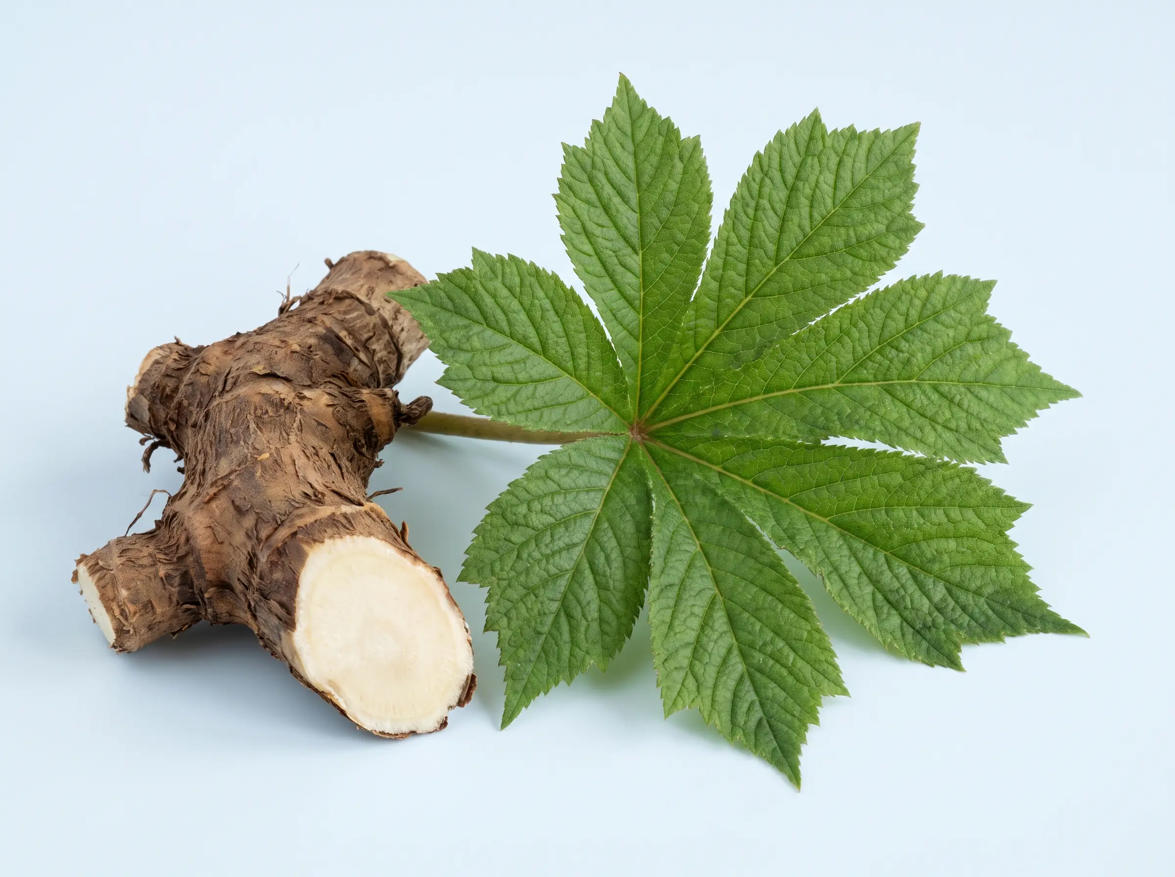 Rodgersia rhizome