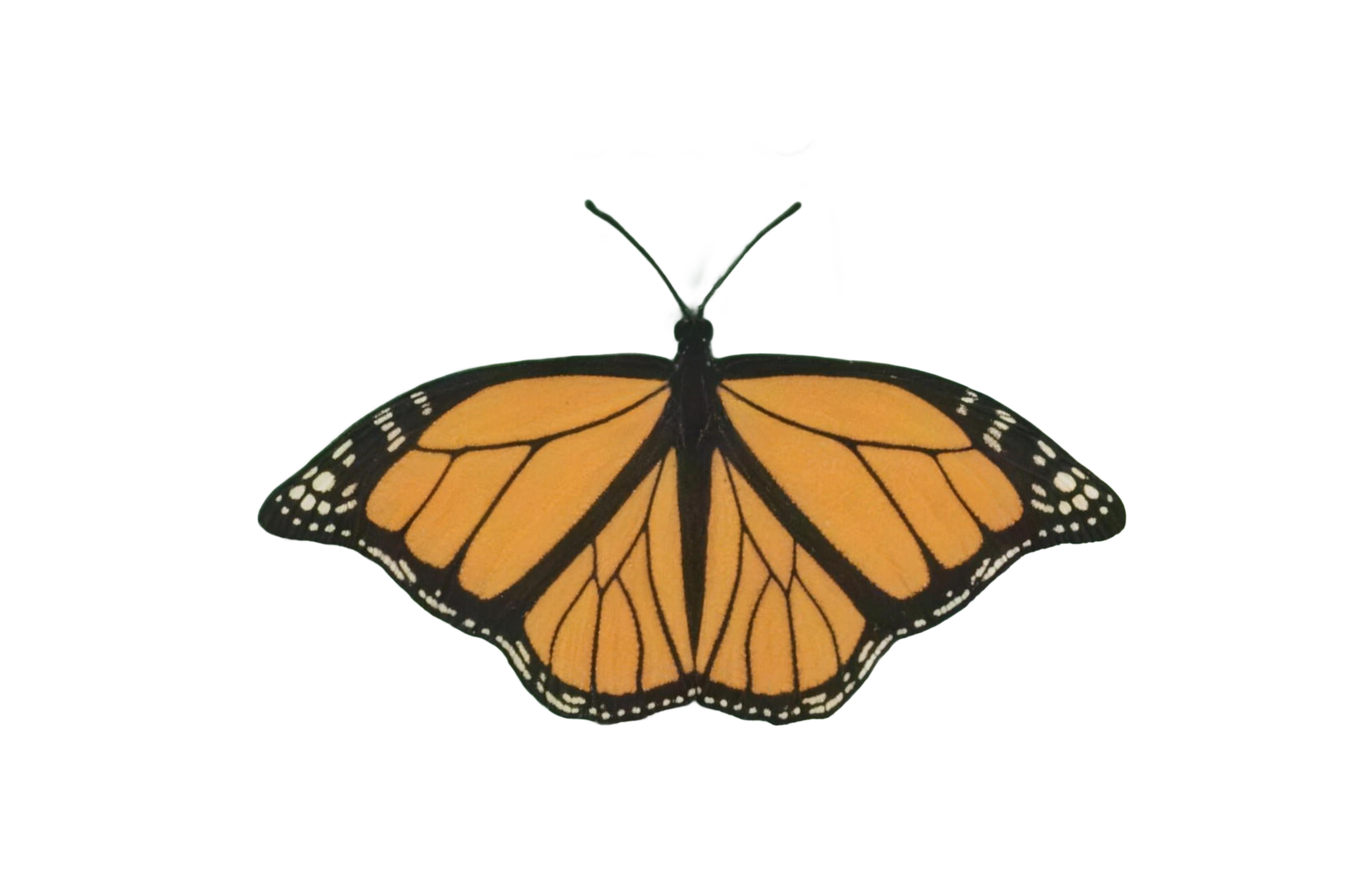 Monarch Cutting logo