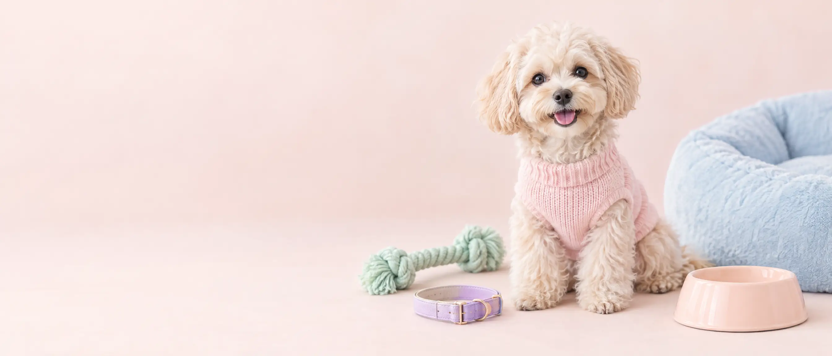 Happy dog in a soft pink sweater