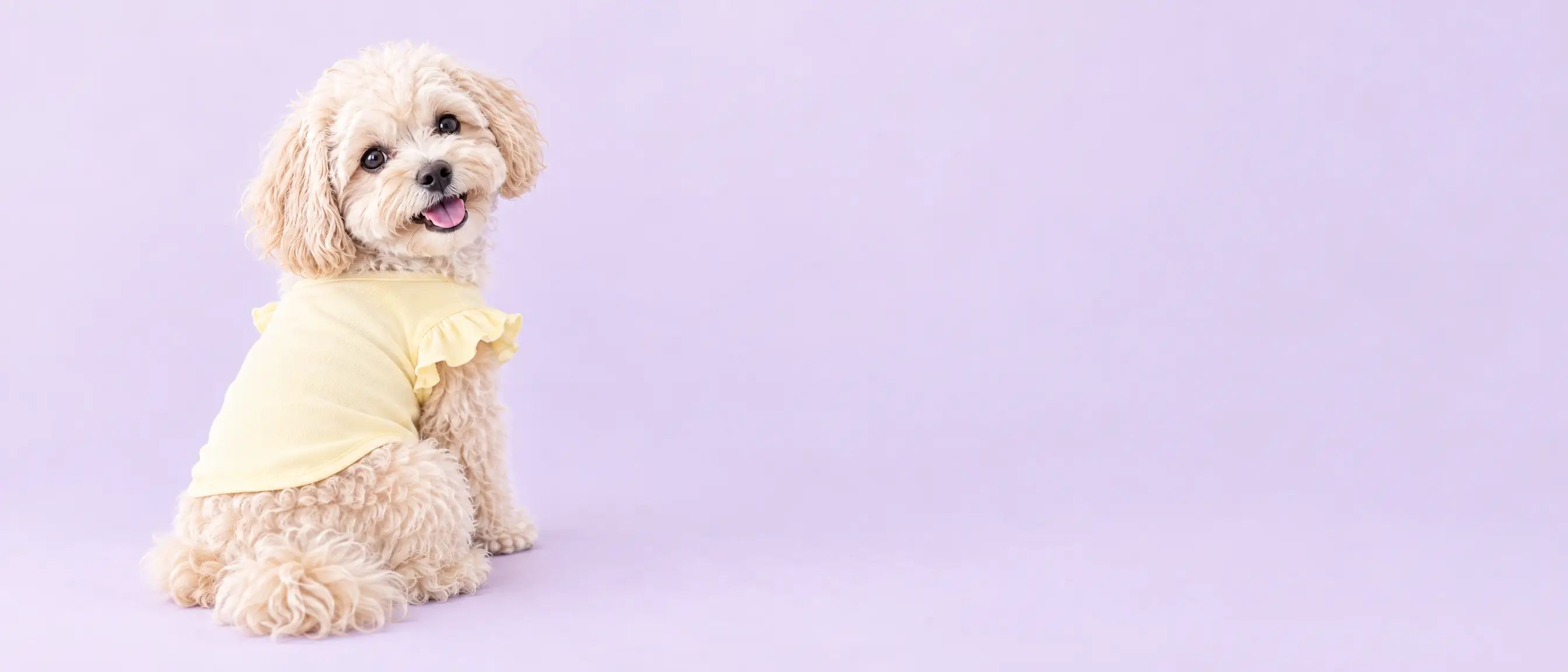 Puppy in a pastel yellow ruffle tee