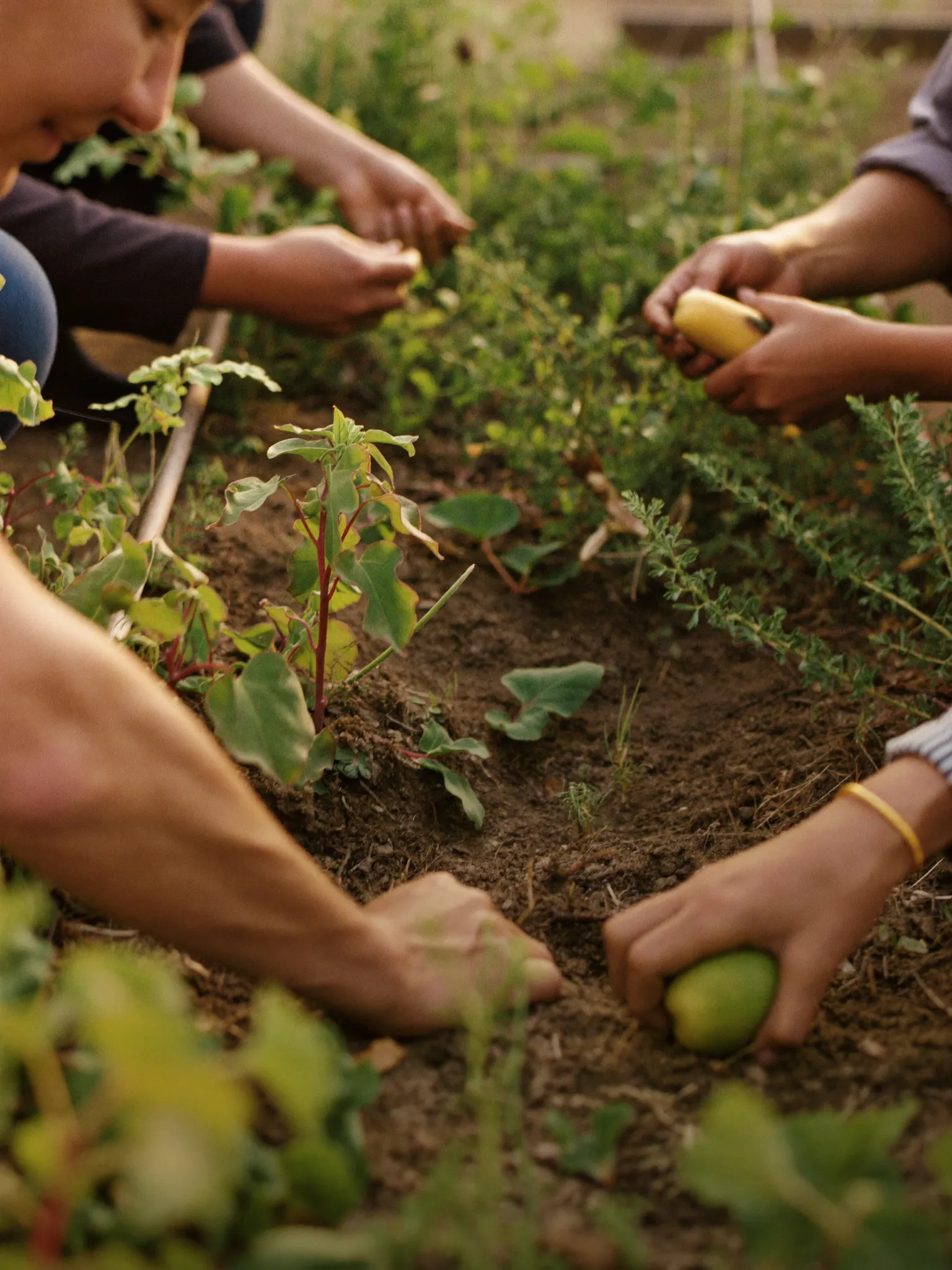 Neighbors tending a community garden together