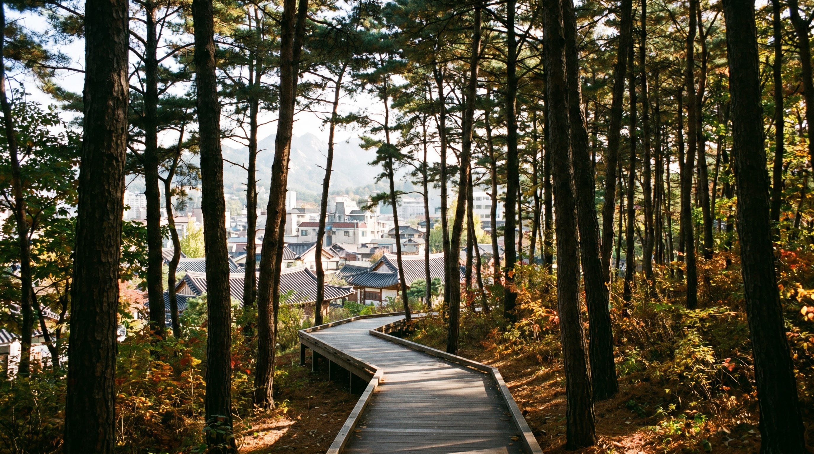 Unique things to do in Korea — the Ansan Jaragil wooden boardwalk forest trail through pine woods above Seoul