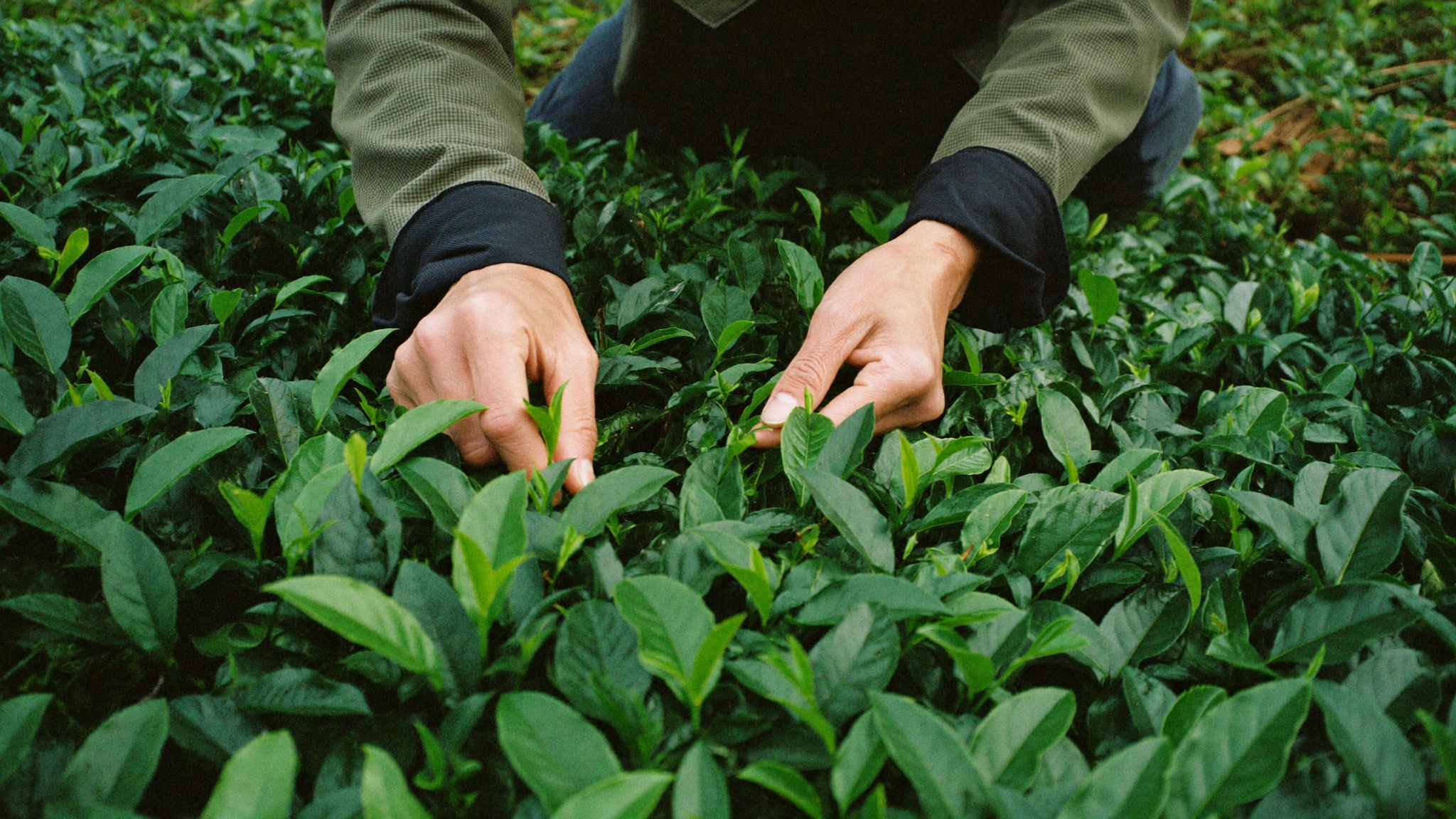 宝城绿茶园采茶特写