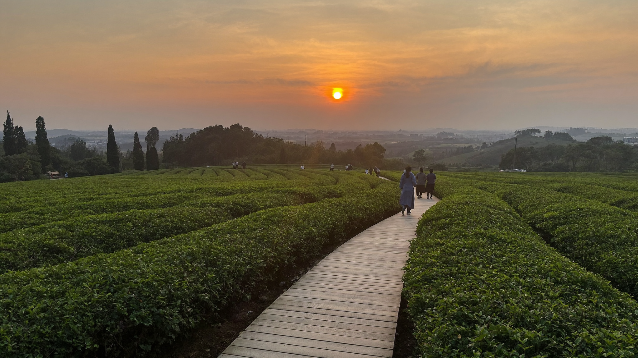 夕阳下宝城绿茶园杉树林荫道