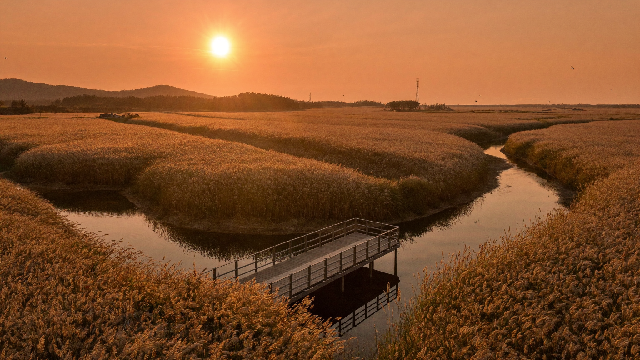 順天湾旅行ガイドで紹介する夕日に輝く黄金の葦原