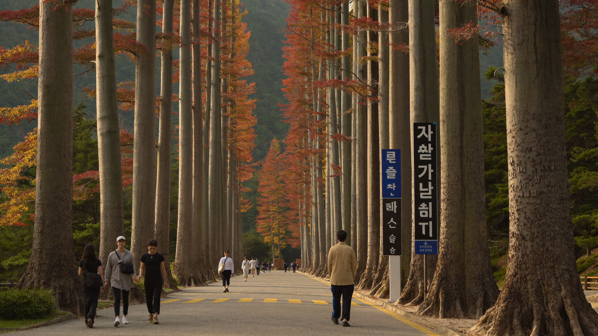 加平旅行ガイド 南怡島の紅葉した並木道