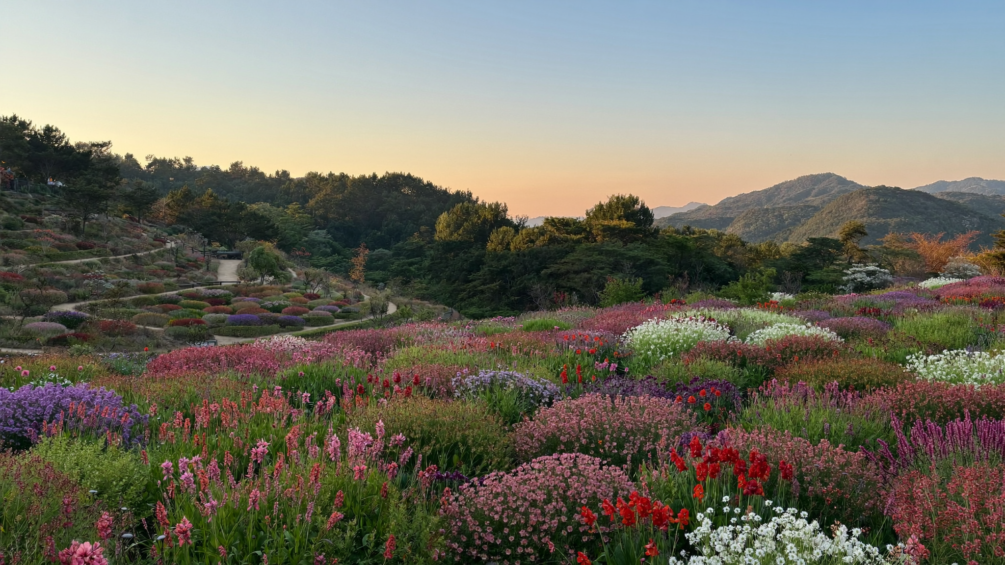 加平旅行ガイド アシャム植物園の色とりどりの花壇