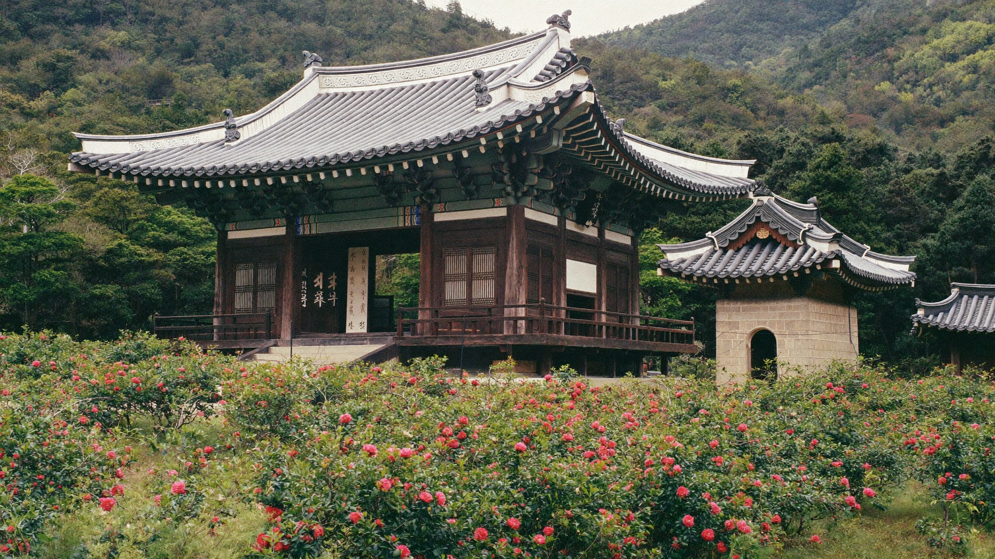 Seonunsa Temple in Gochang surrounded by camellia forest