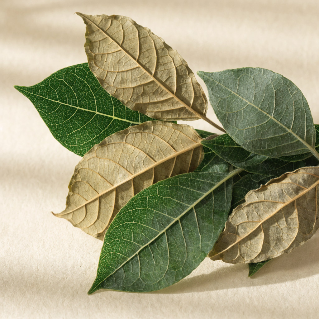 Gymnema Leaf
