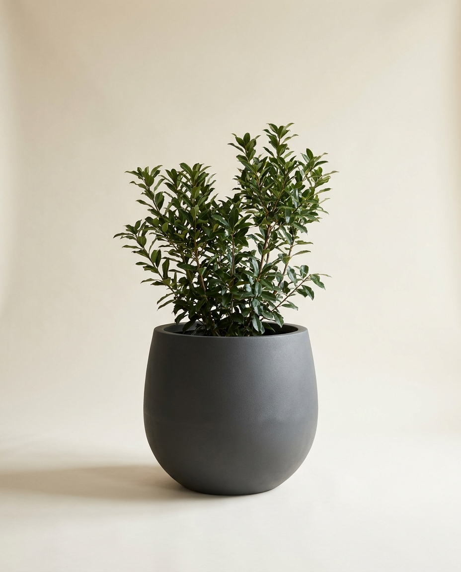 Large round-belly bowl pot