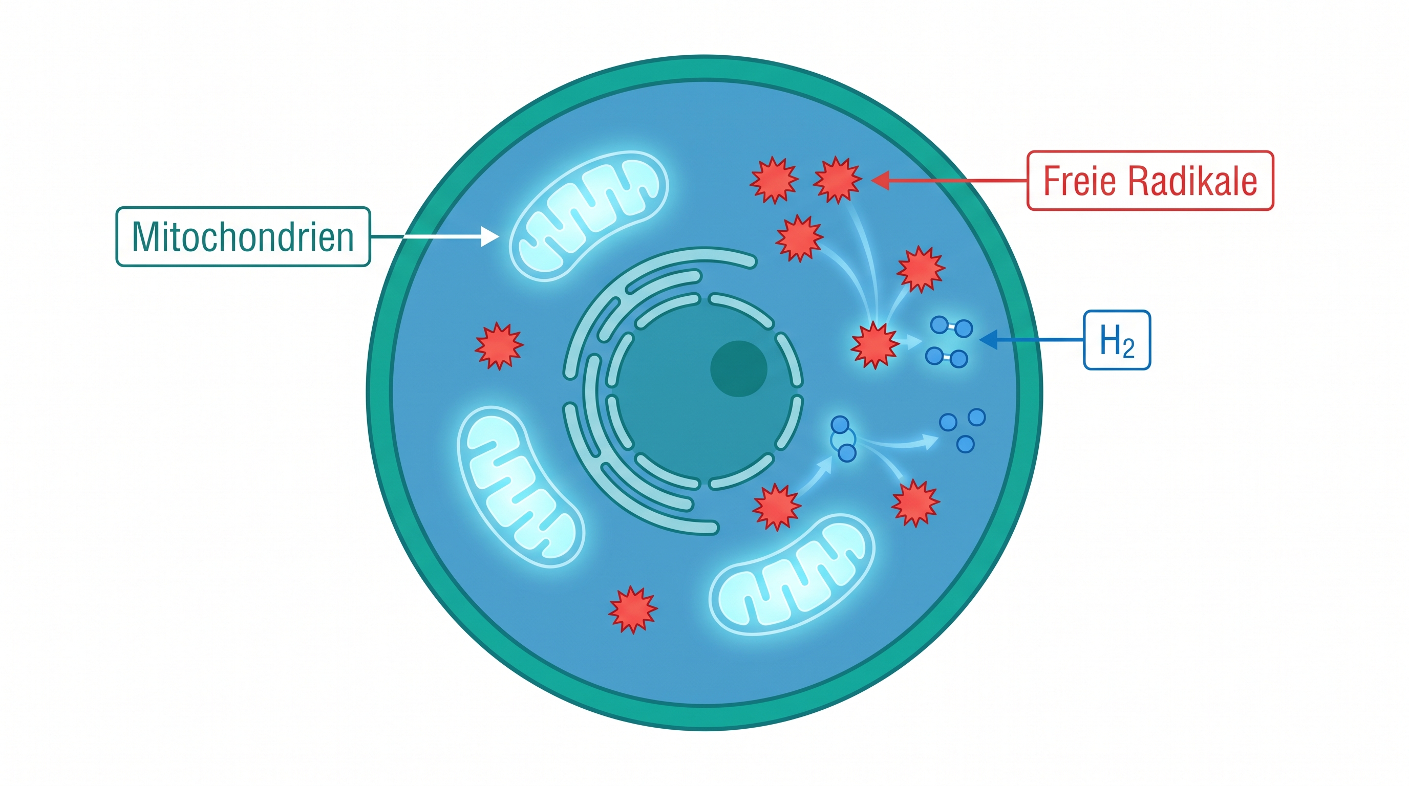 Infografik: H2 neutralisiert freie Radikale in den Mitochondrien