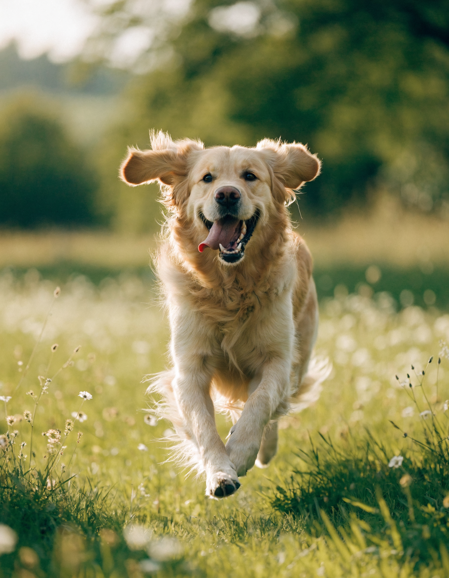Glücklicher Hund läuft über eine Wiese
