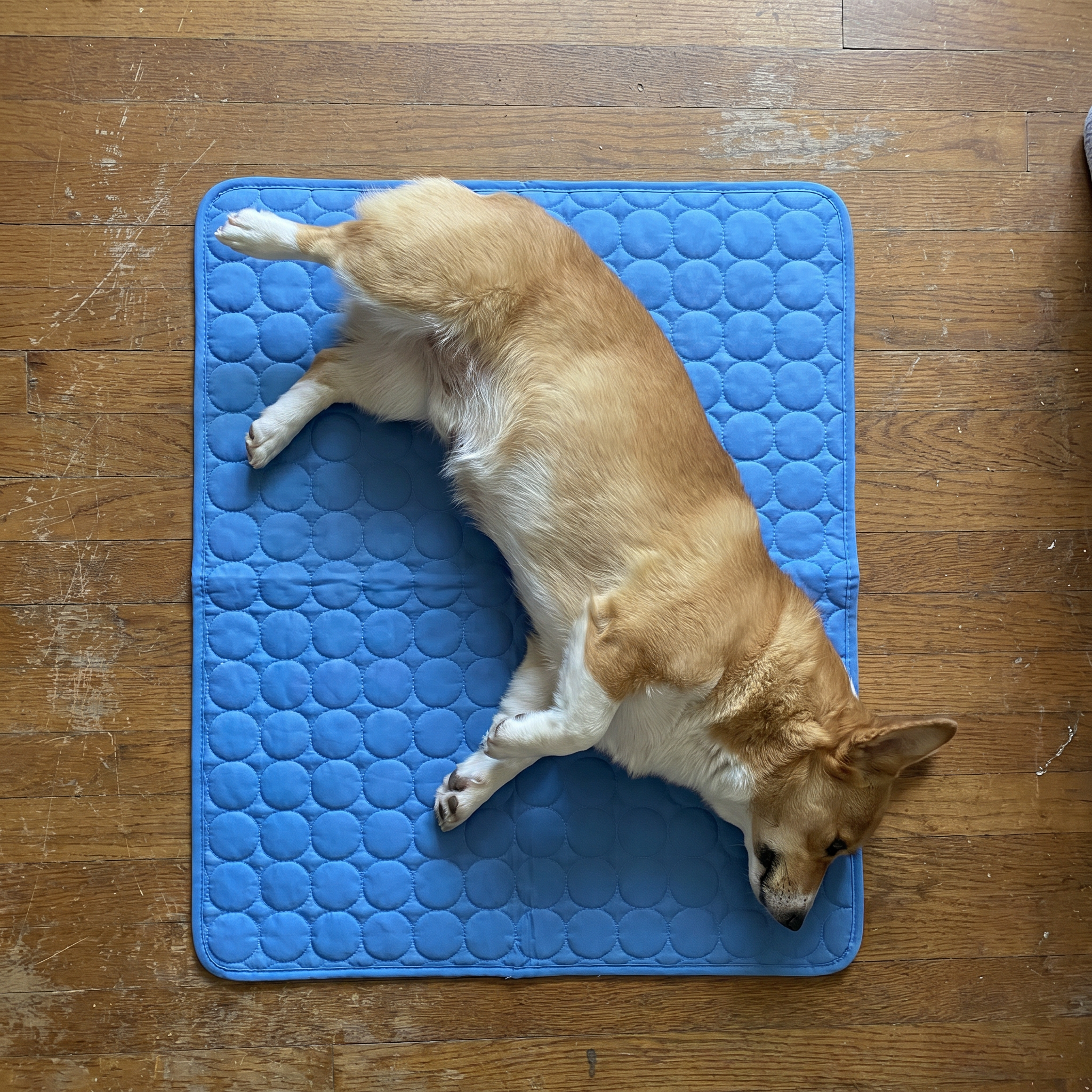Dog relaxing on the Frostnose cooling mat