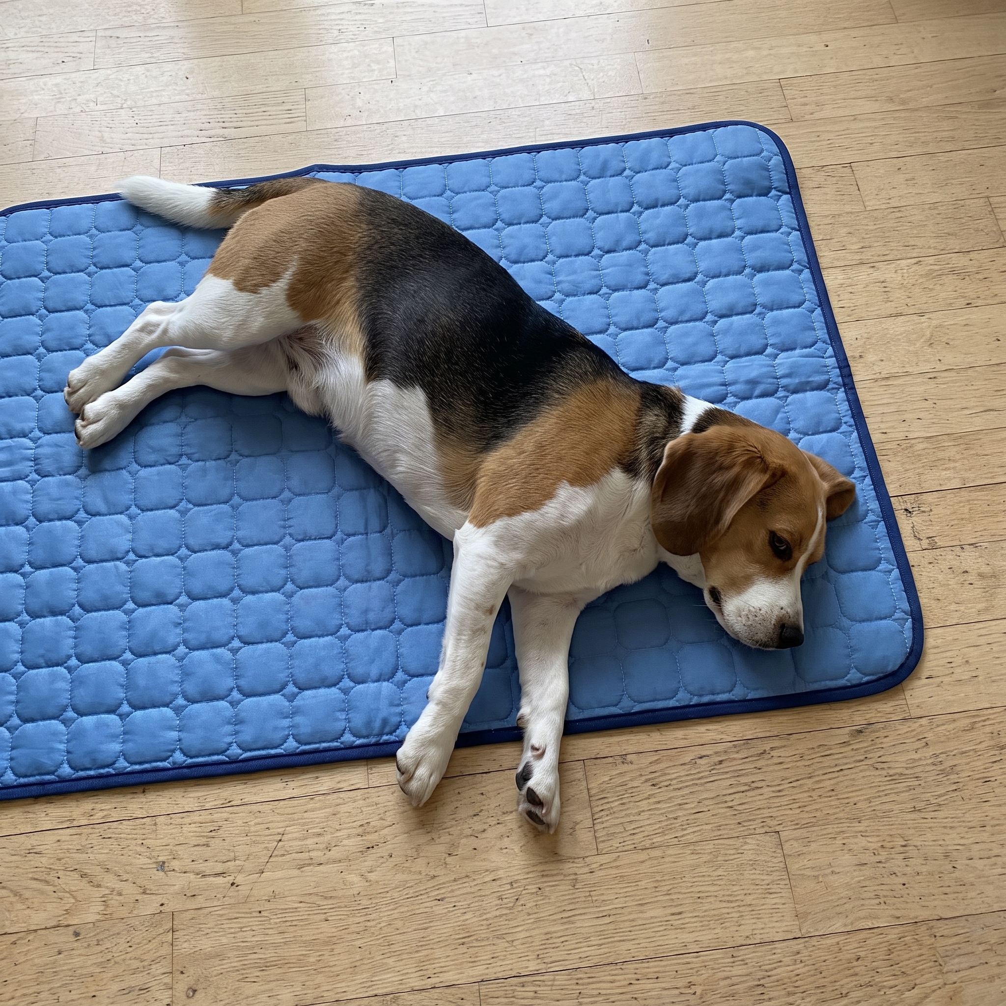 Dog relaxing on the Frostnose cooling mat