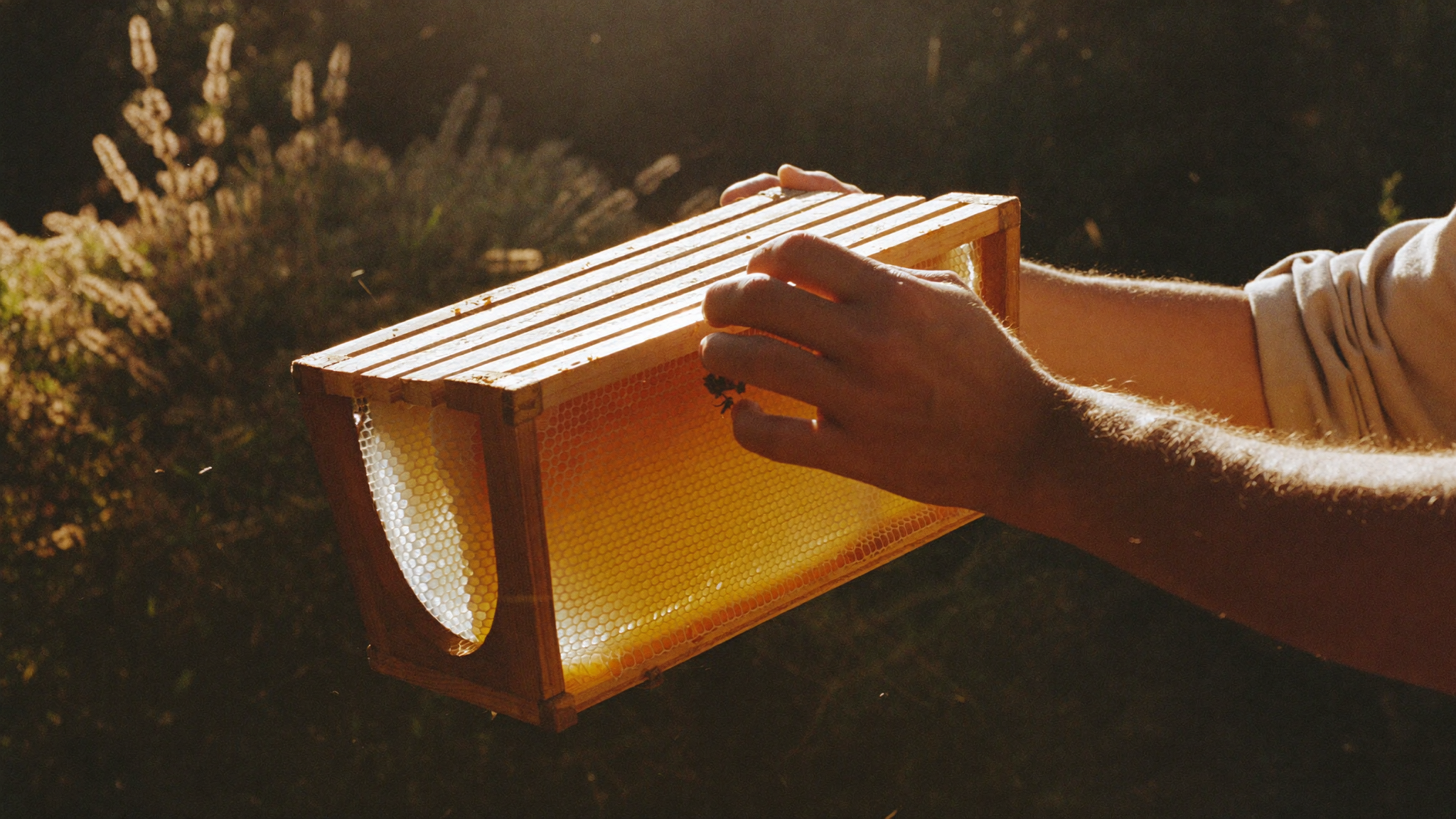 Our hands holding a honeycomb frame