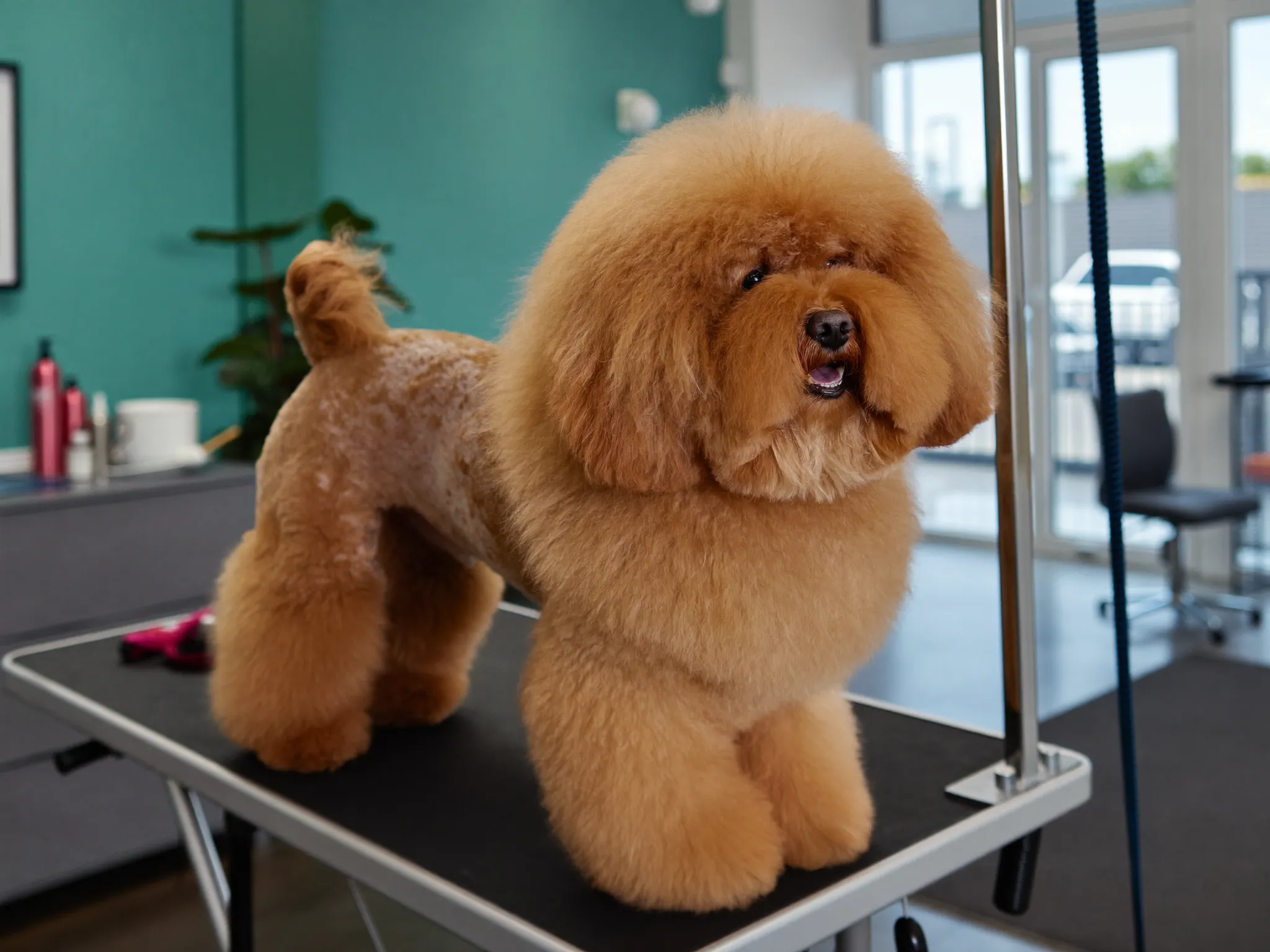 Hond na volledige trimbeurt op de trimtafel