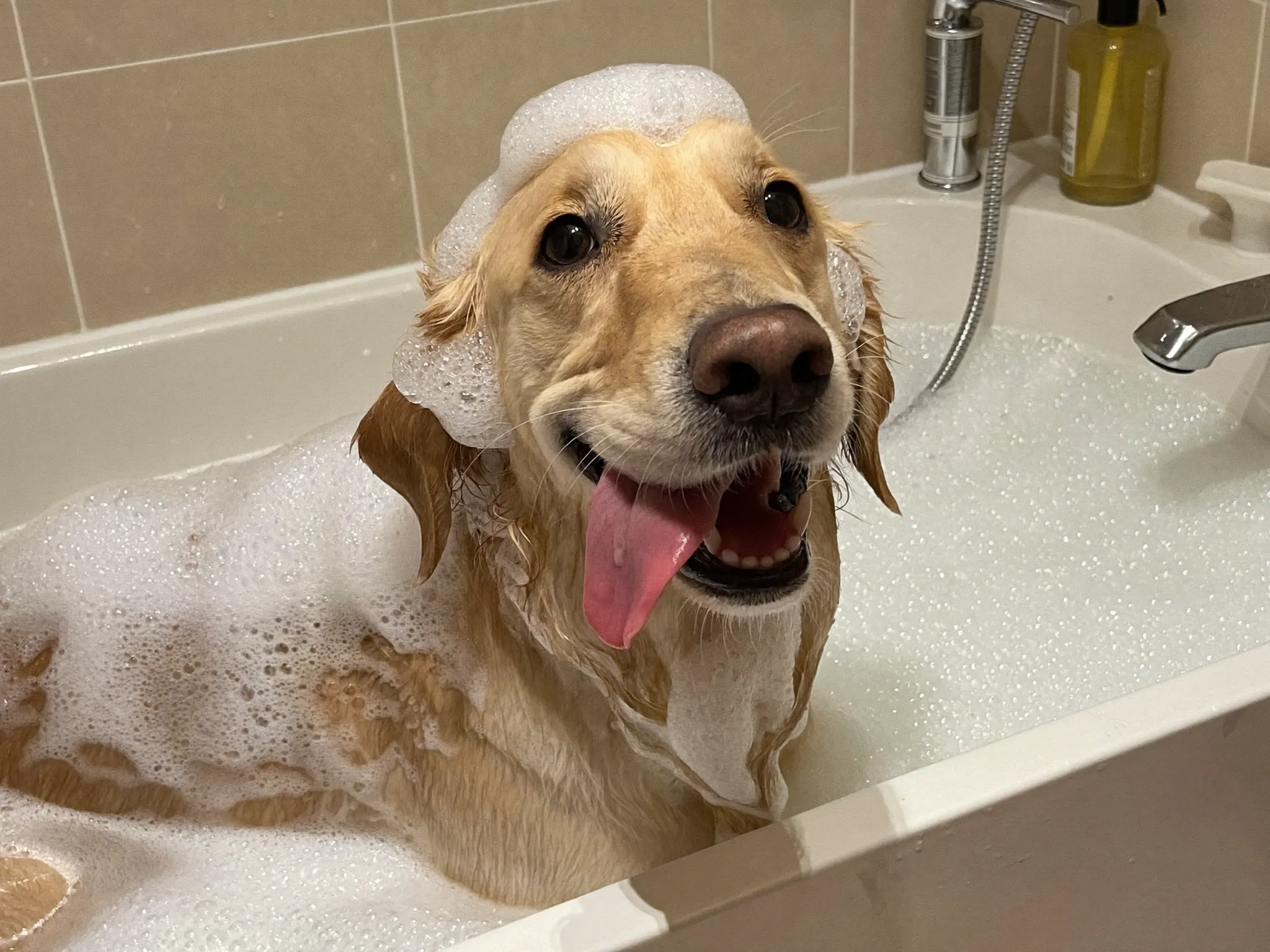 Hond in bad tijdens wasbeurt