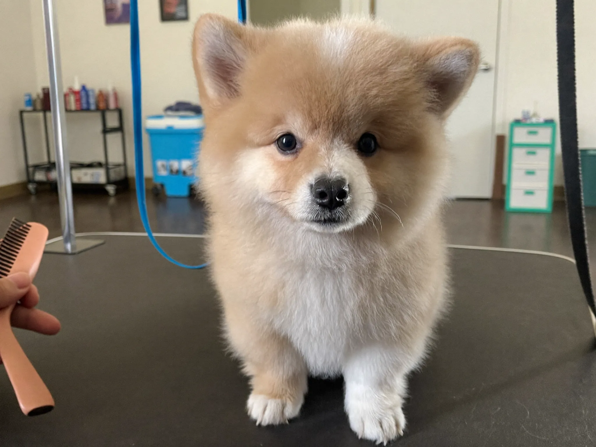Puppy op de trimtafel tijdens puppygewenning