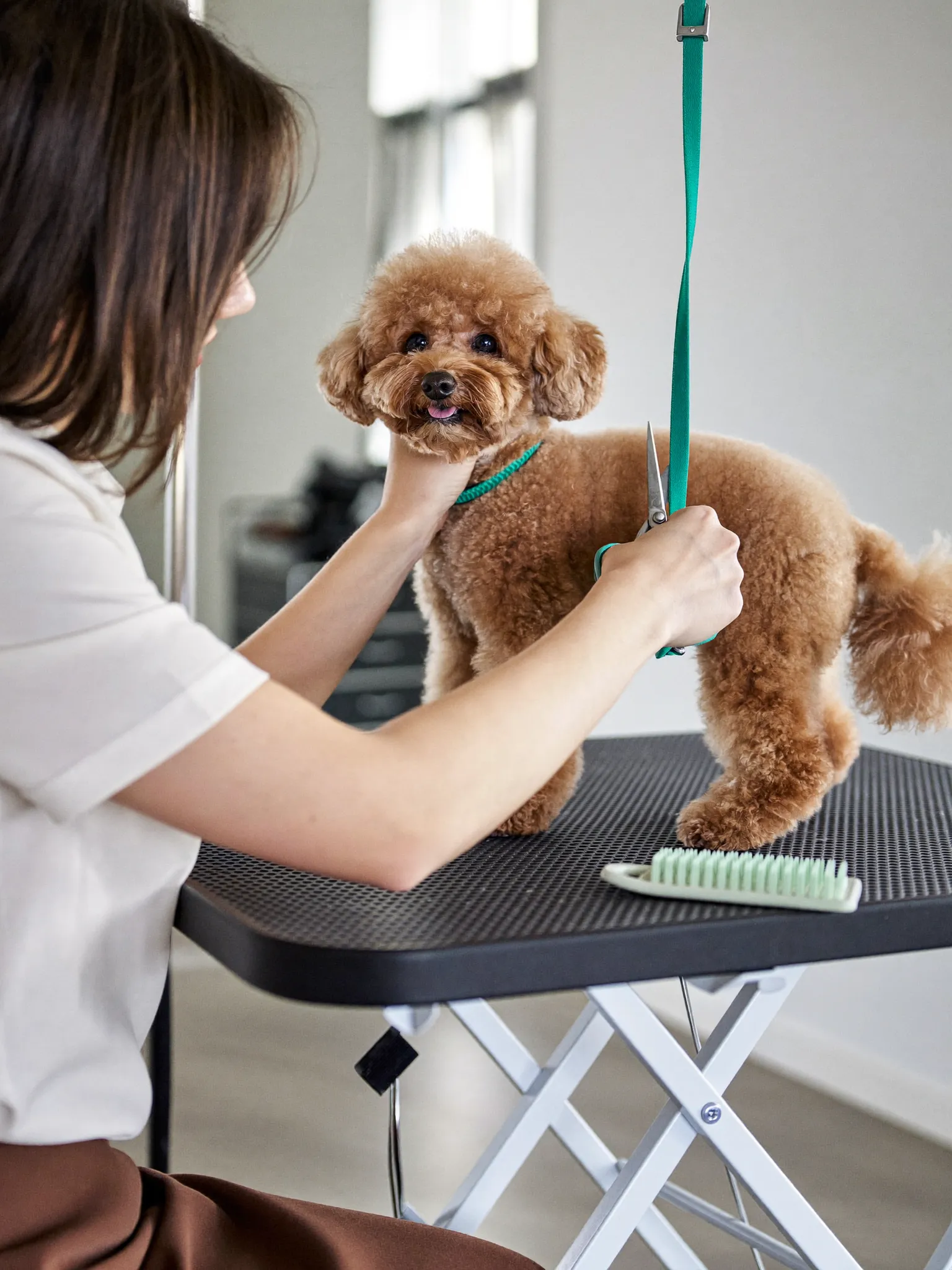 Trimster aan het werk met een hond