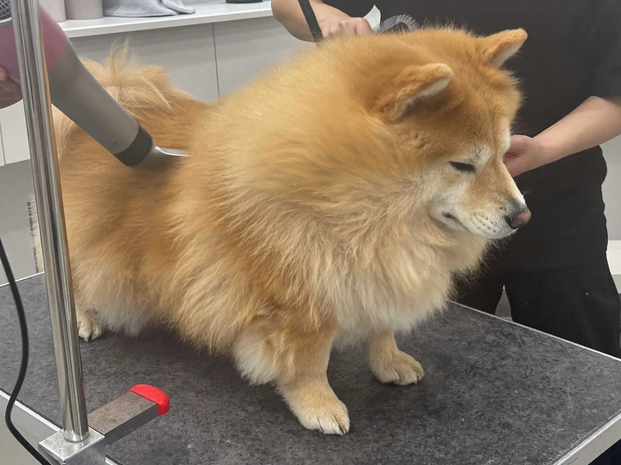Hond wordt geföhnd tijdens tussenbeurt