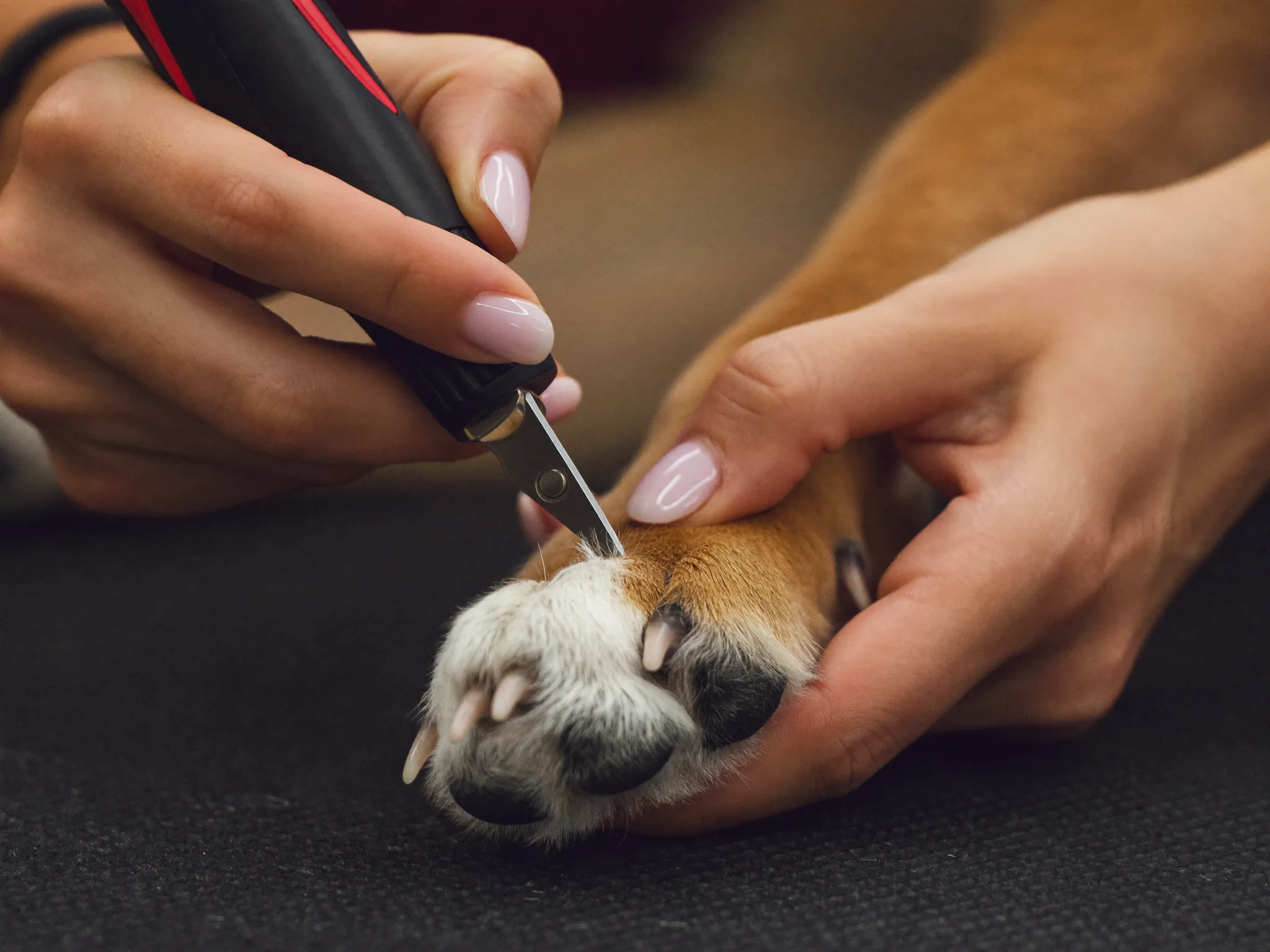 Nagels knippen bij een hond