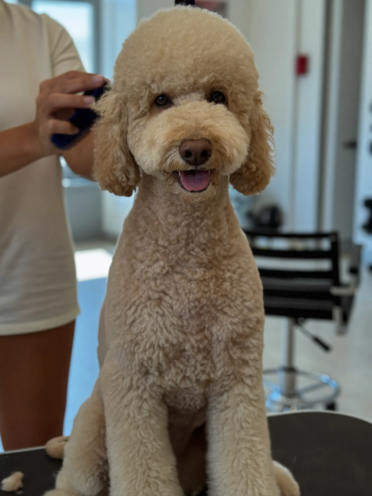 Vrolijke labradoodle na de trimbeurt