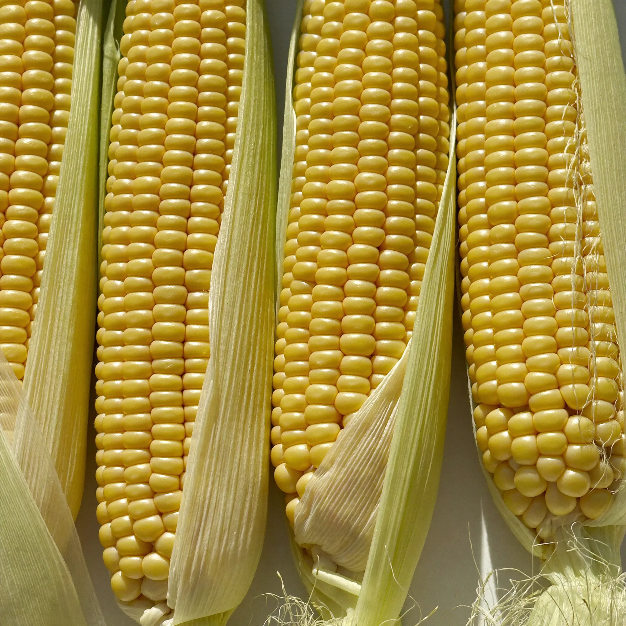 NON-GMO ສາລີ