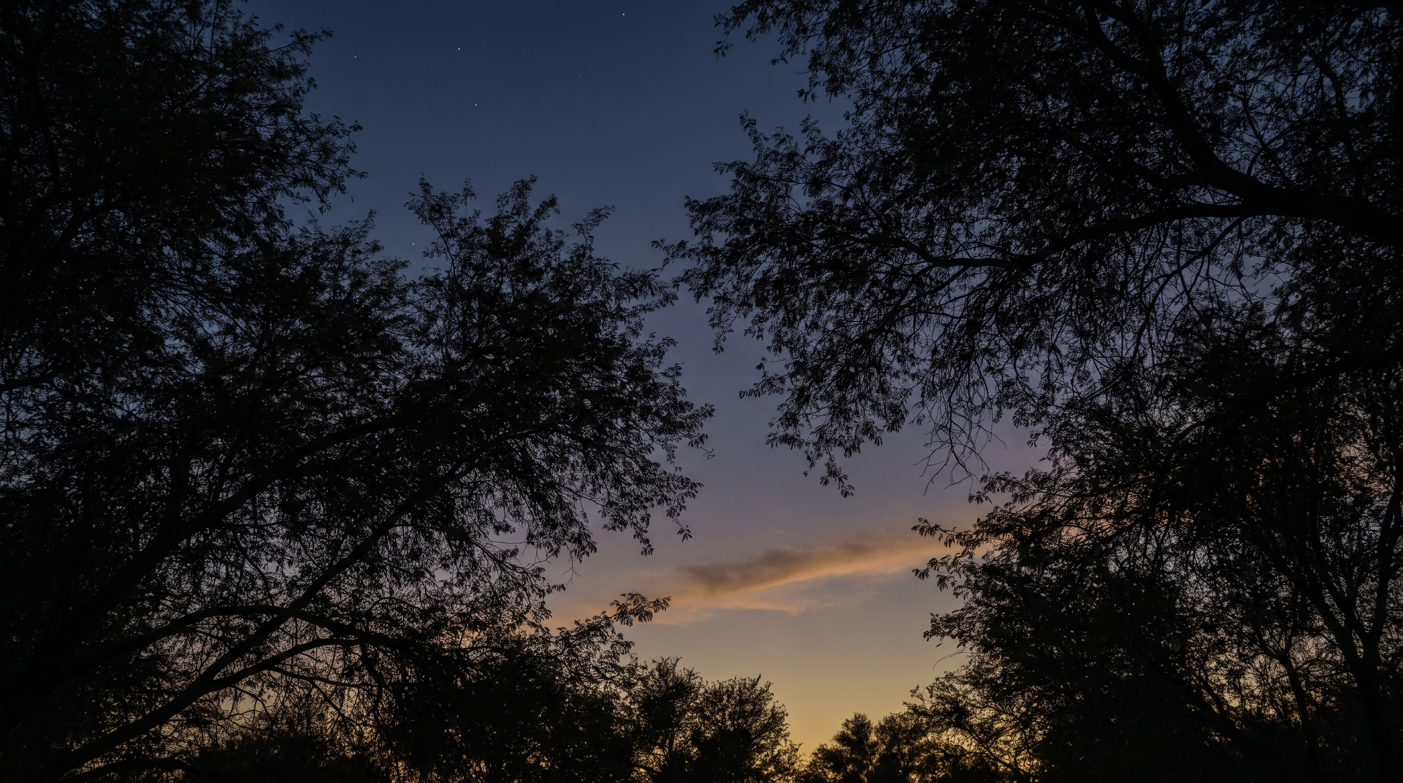 Looking up through the canopy of a dense native arid-climate forest at dusk
