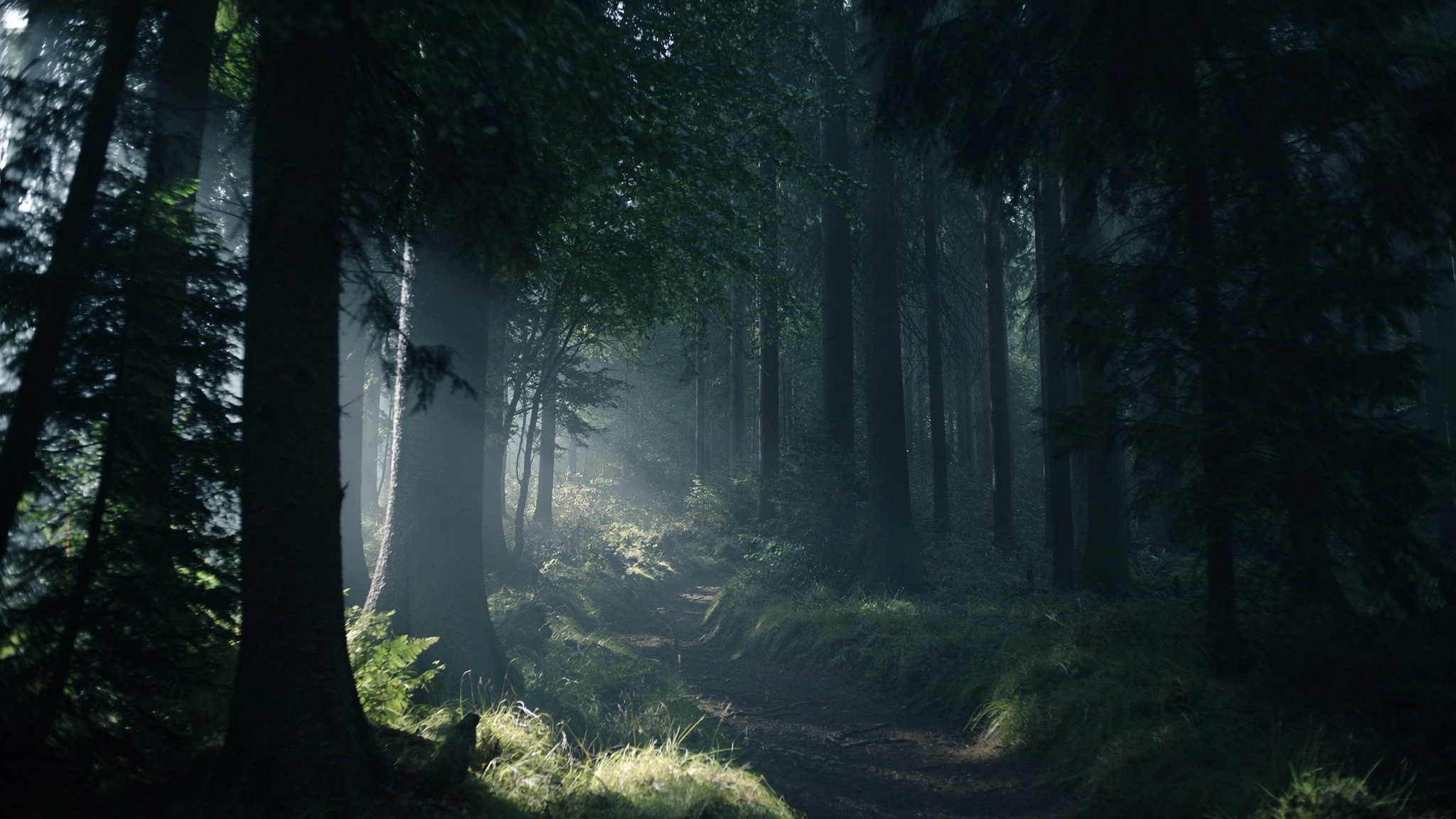 Dichter Schwarzwald mit Nebel zwischen den Bäumen am frühen Morgen