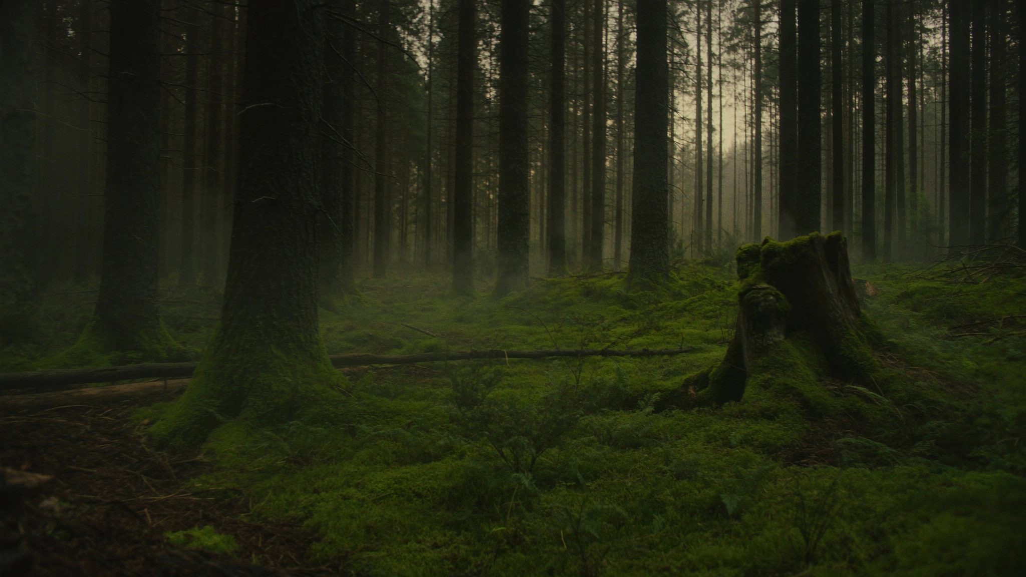 Dichter Nadelwald im Morgennebel