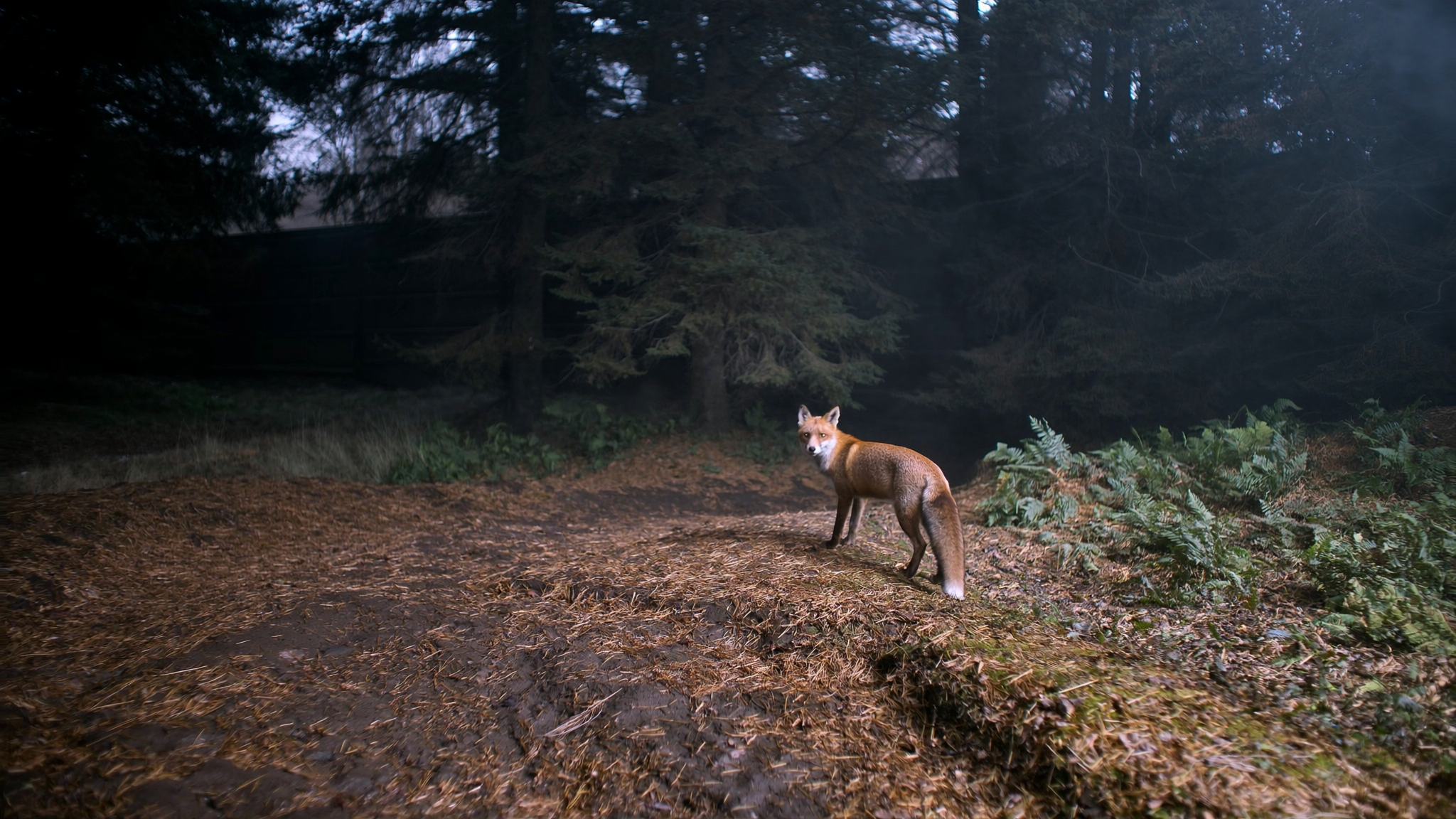 Fuchs im Nadelwald des Schwarzwalds