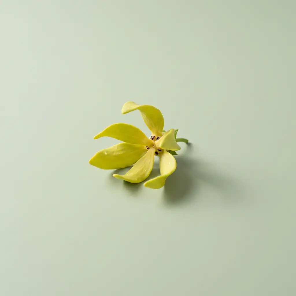 Fleur d'Ylang-ylang
