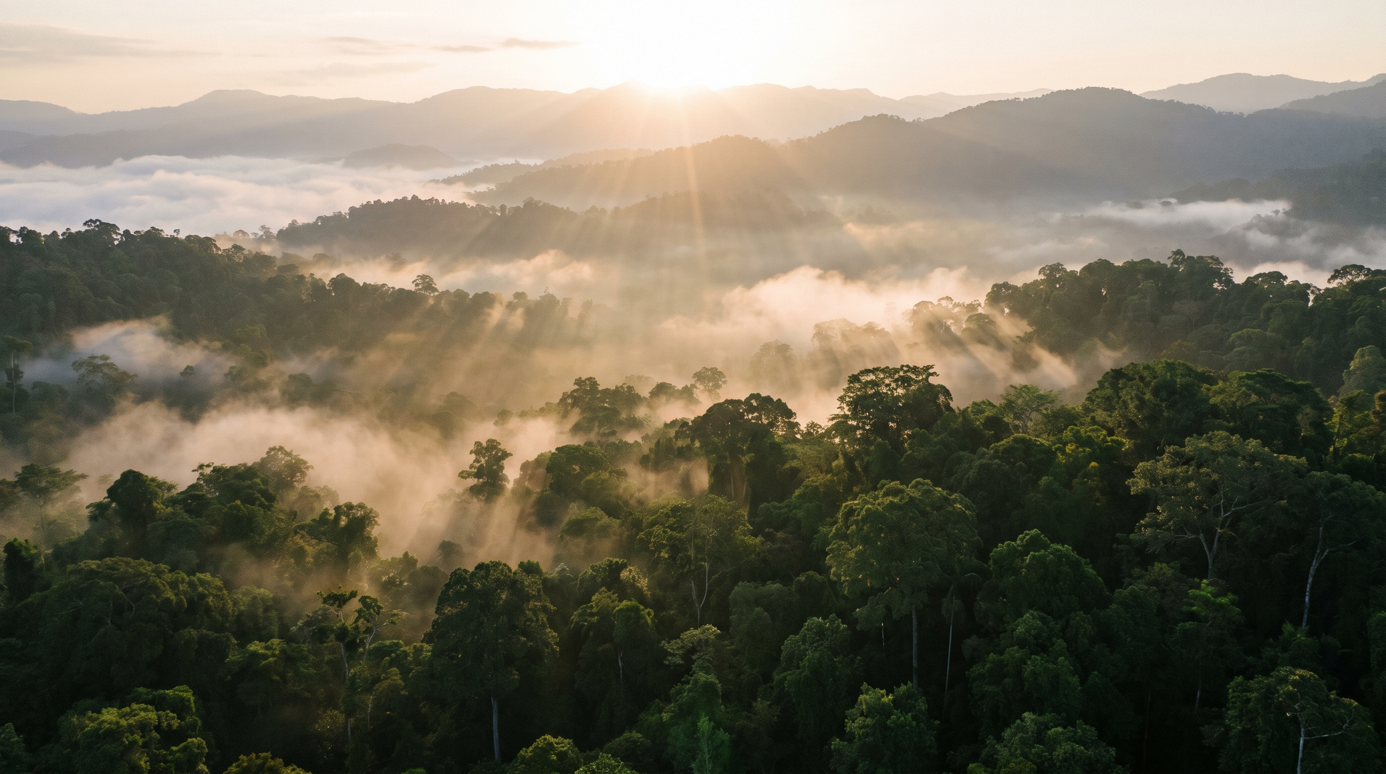 Tropical forest canopy in early morning mist