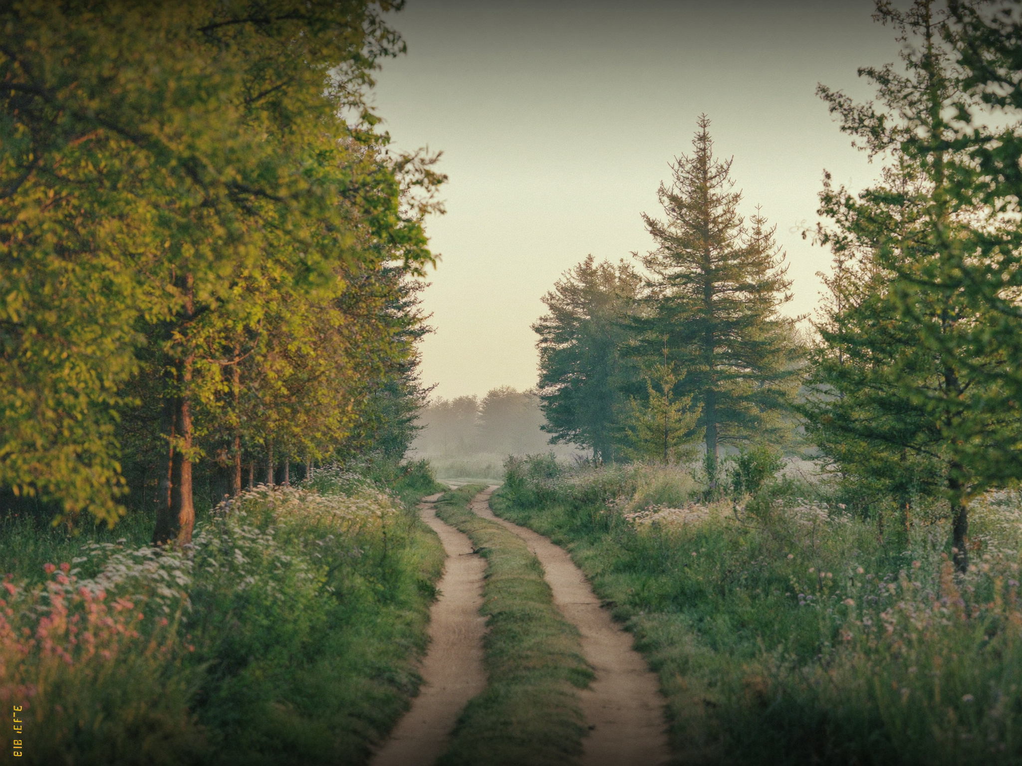 A quiet path through trees with warm light beyond