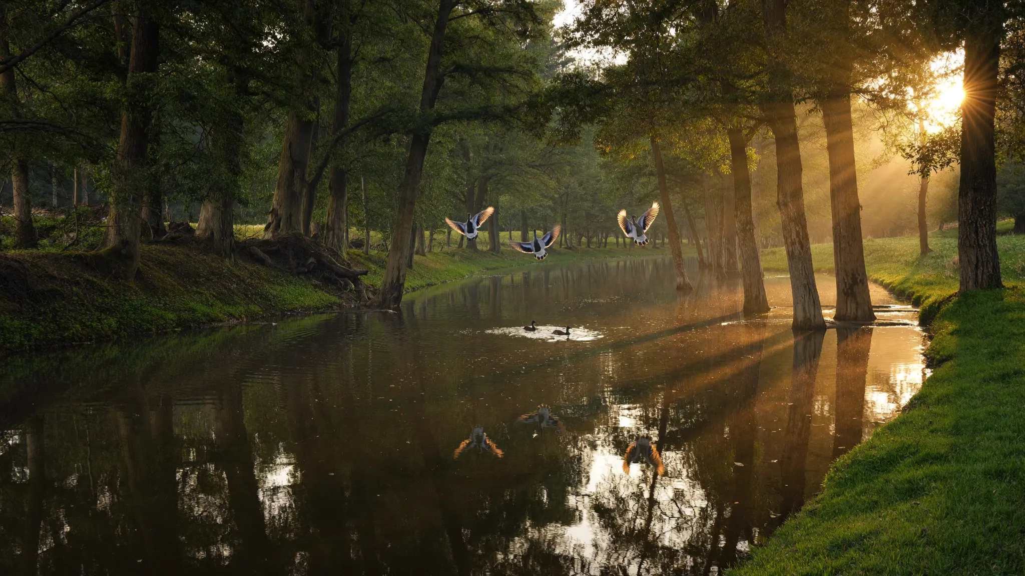 Mallards cupping into a flooded green timber hole at first light