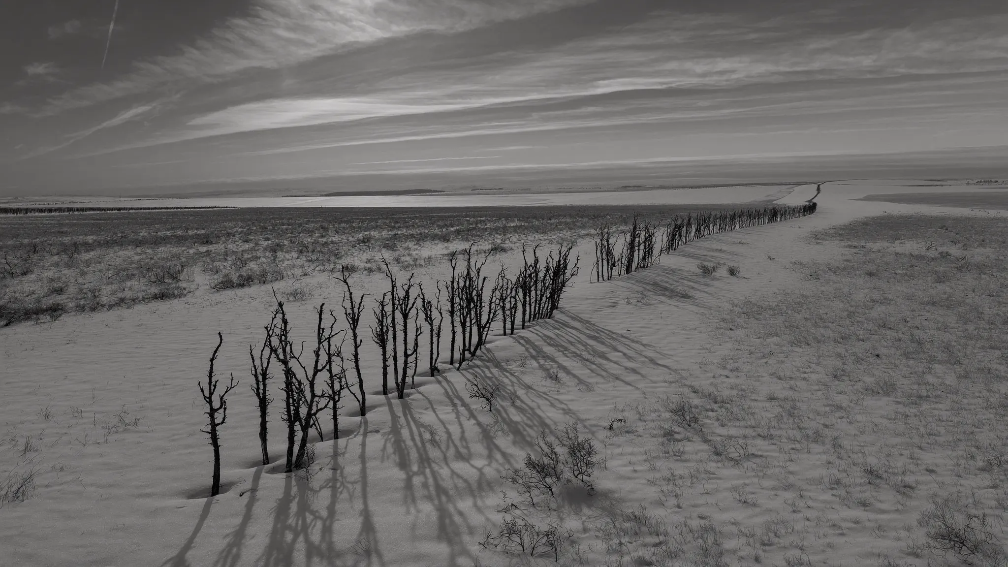 A winter-burned shelterbelt crossing snow-covered Dakota prairie