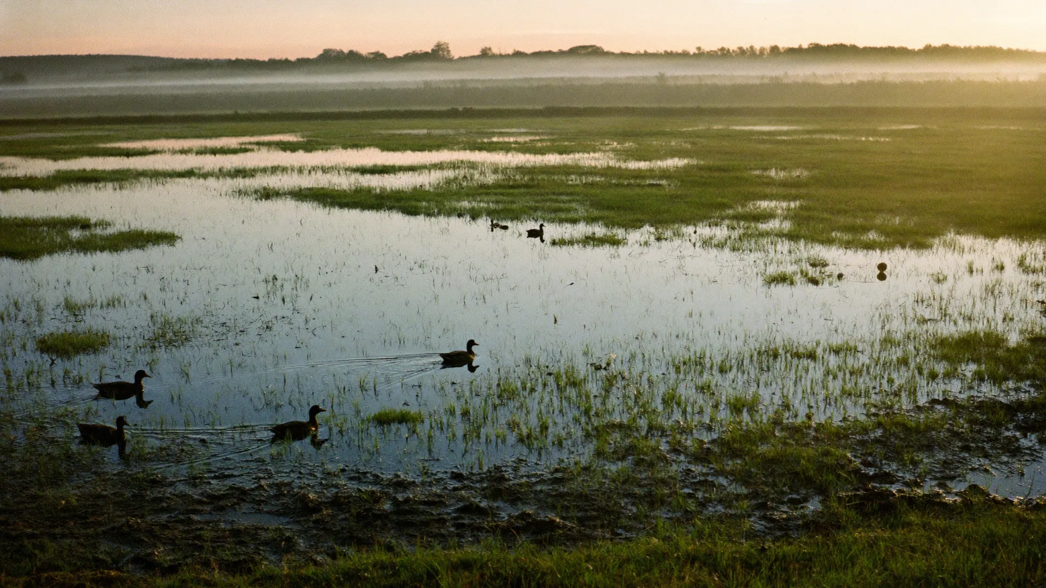 Ducks on a shallow flooded moist-soil unit at sunrise