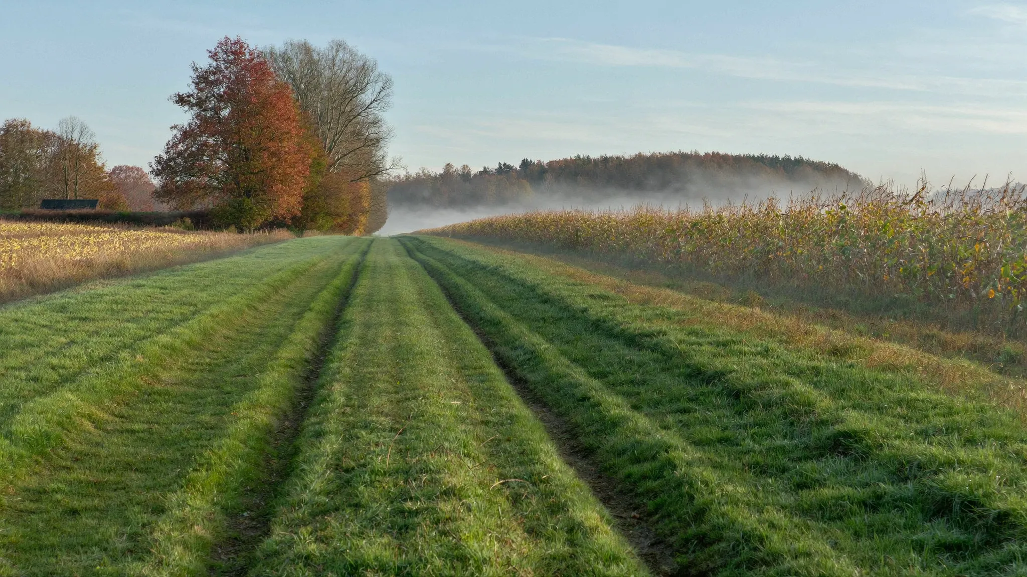 A mowed grass lane between a crop field and a hardwood woodlot on a misty Pennsylvania morning