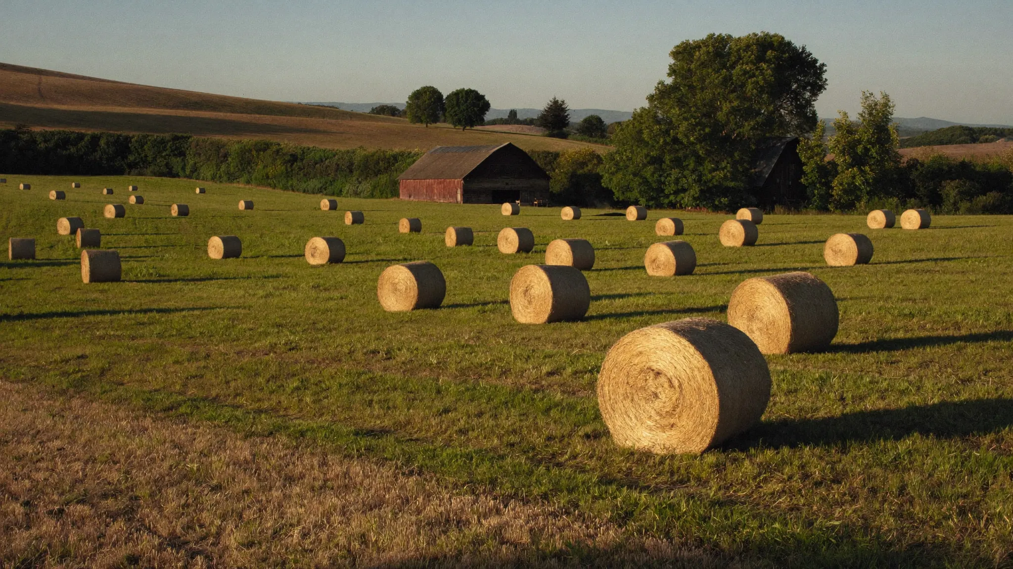 Round hay bales across a cut hay field at golden hour