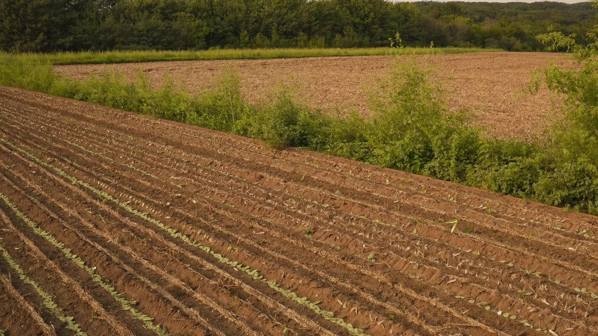 A harvested grain field with cut stubble and a weedy field edge