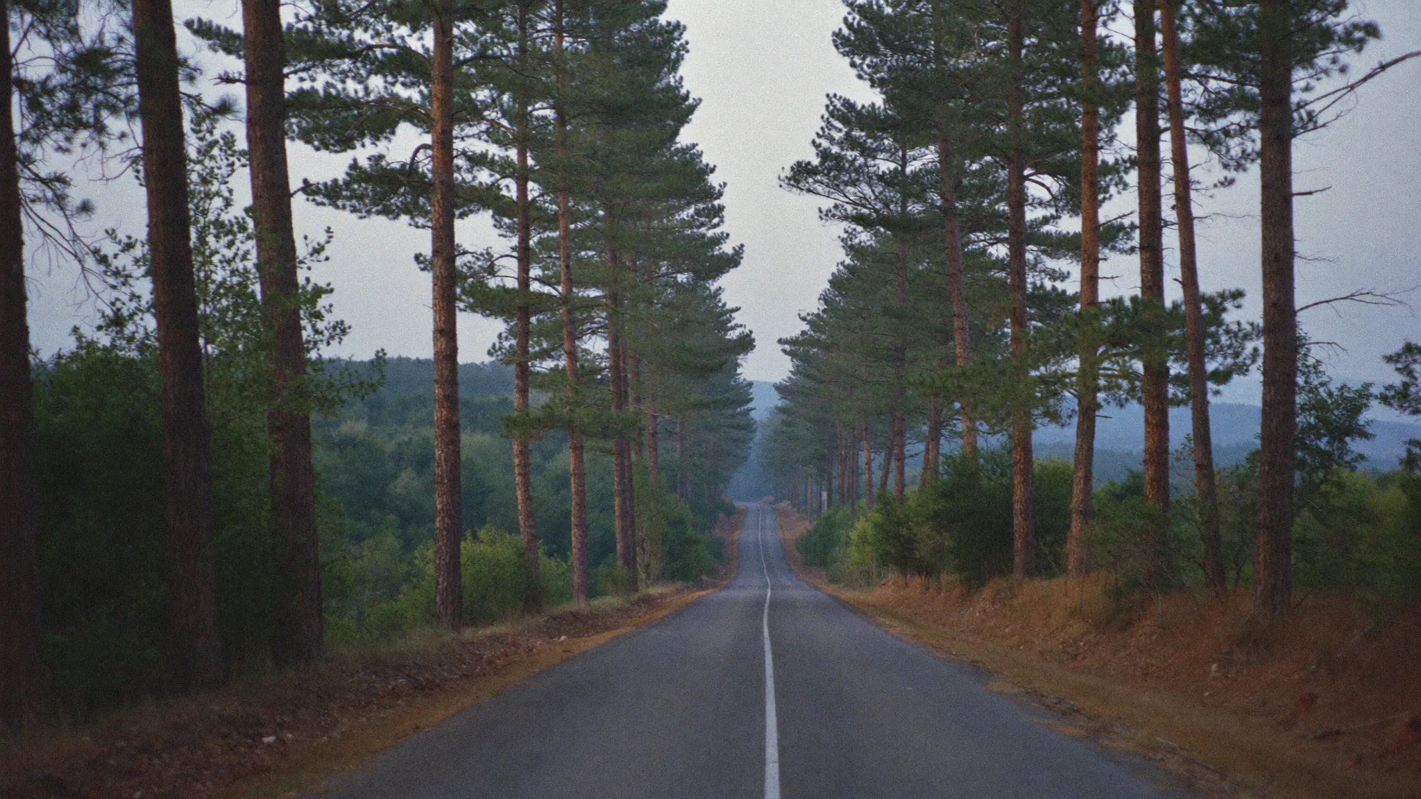 A two-lane road through pine and hardwood country in the North Carolina Piedmont
