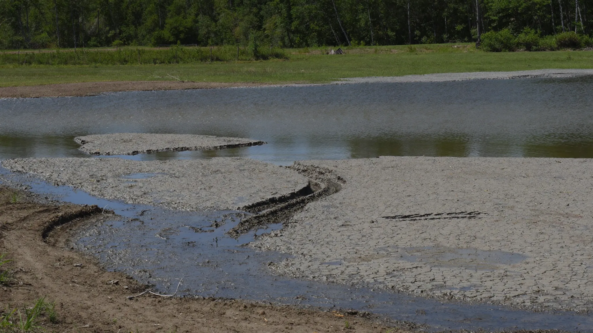 A shrinking farm pond in late summer, its receding edge exposed as wide flats of cracked drying mud
