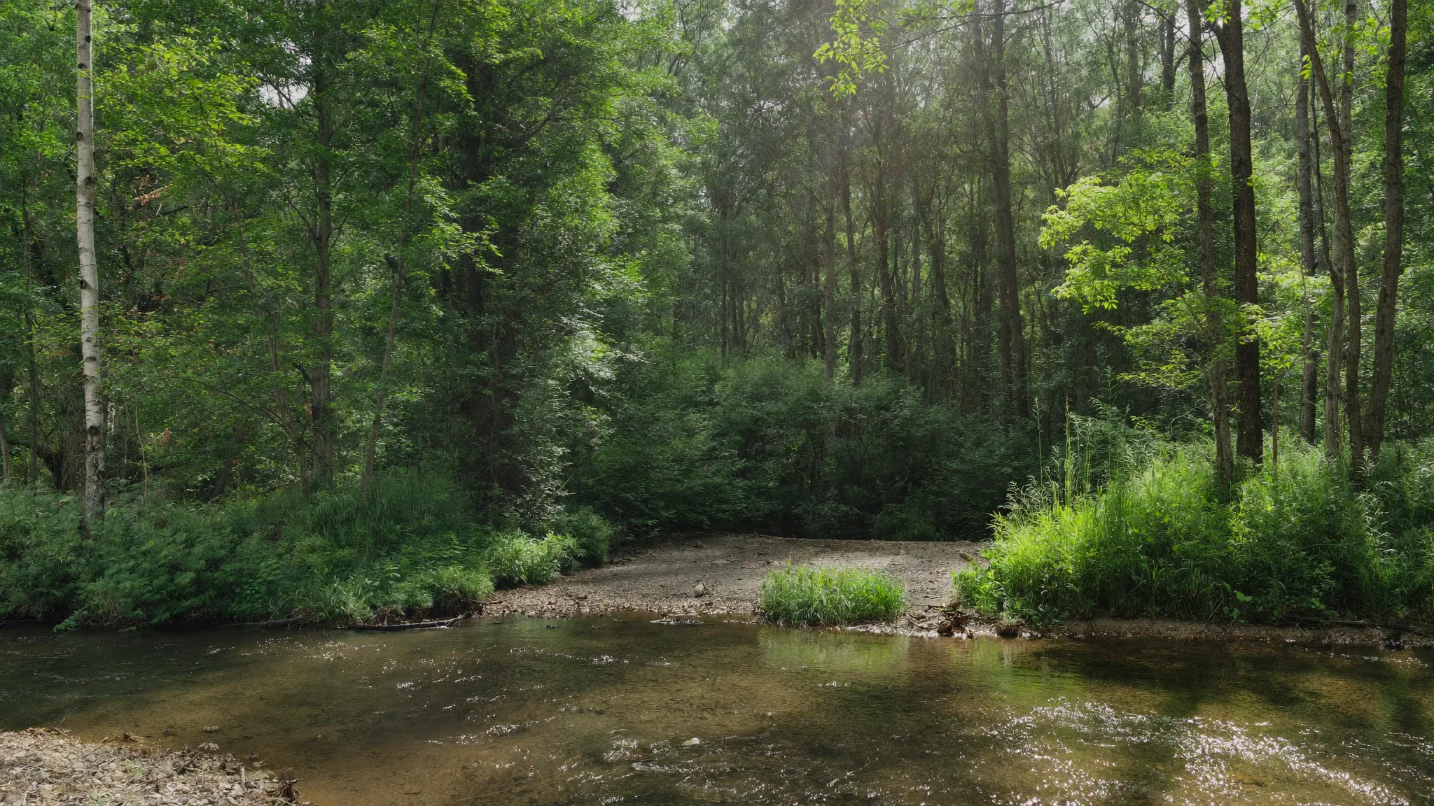 A shallow stream running over gravel through a green late-summer hardwood creek bottom