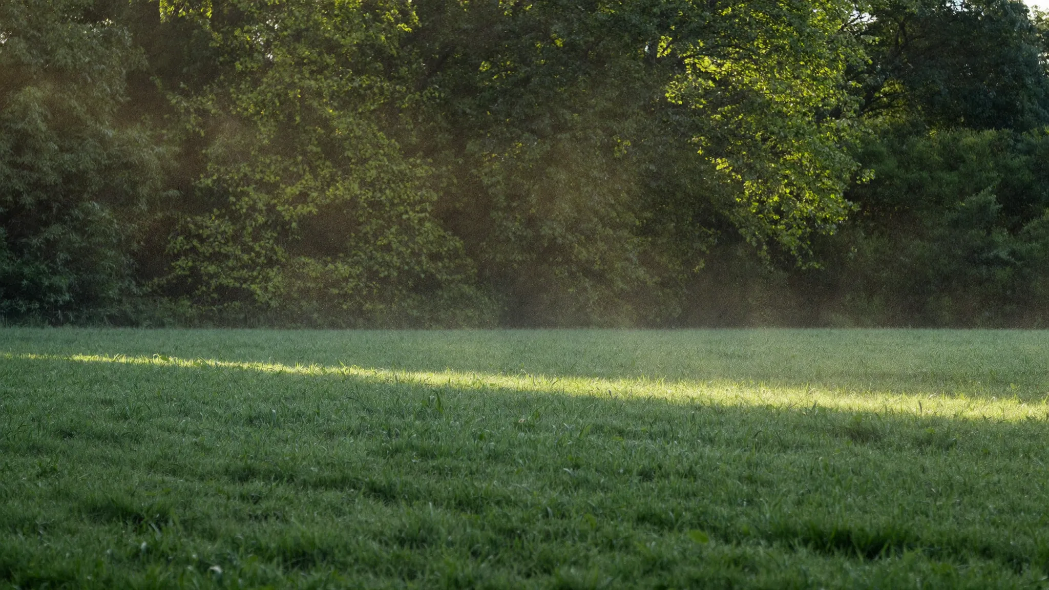 Mist lifting off a green field at a hardwood treeline on a humid early September morning