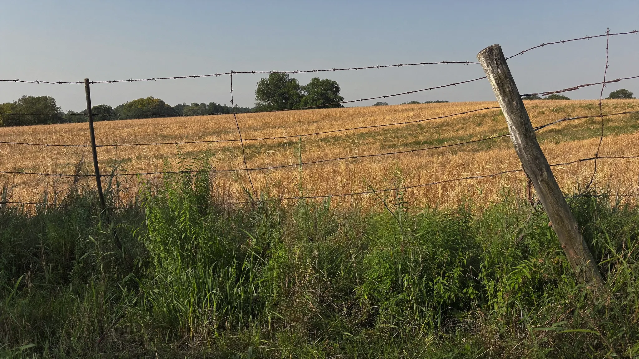 A barbed wire fence along a fencerow at the edge of a ripening grain field, one post leaning