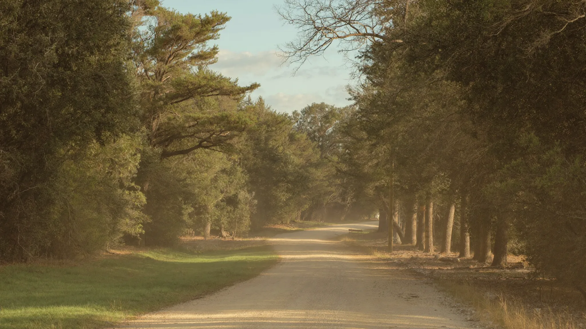 A quiet gravel county road running past mature timber in warm late-August afternoon light